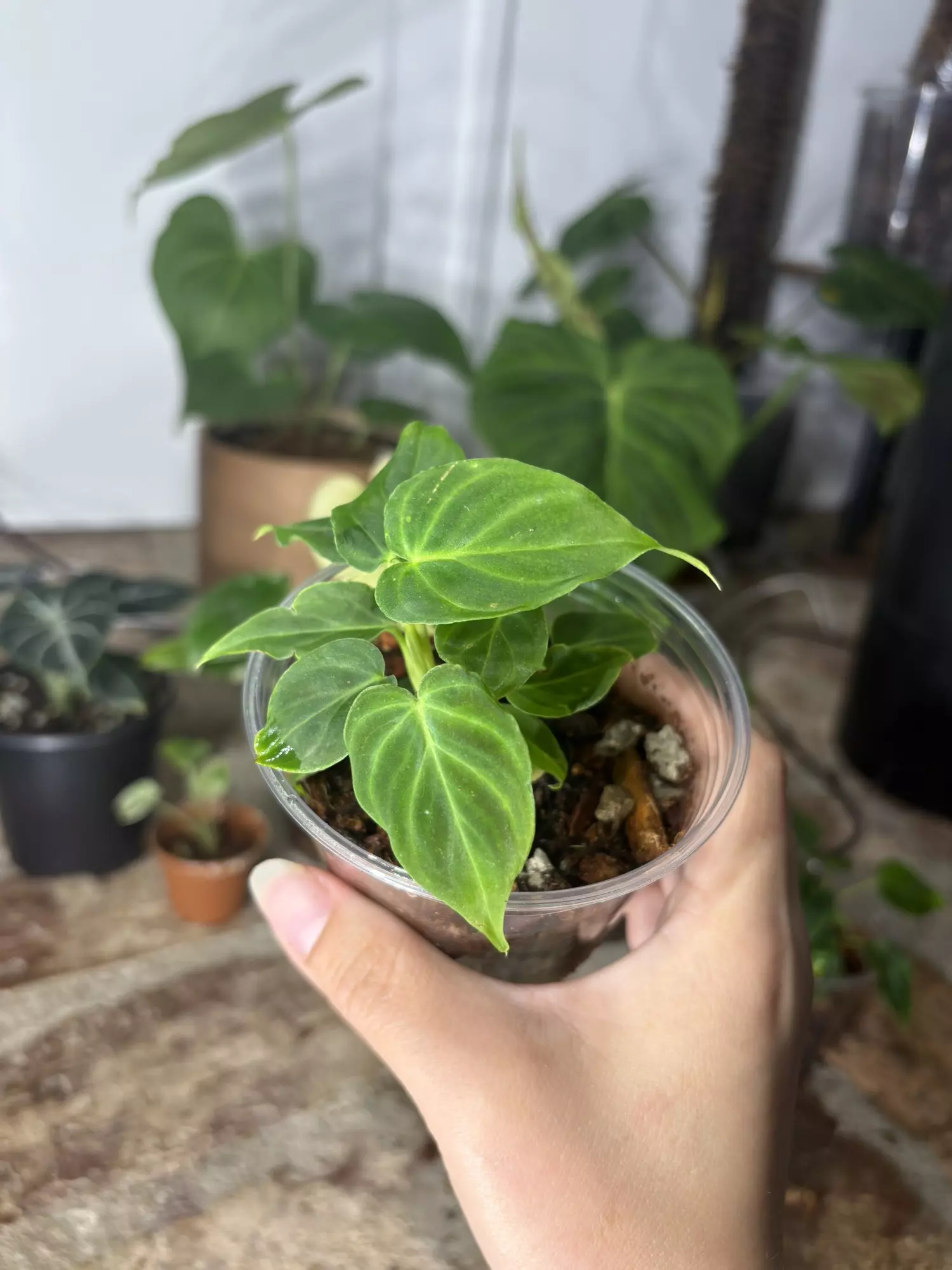 plant/philodendron verrucosum mini-0