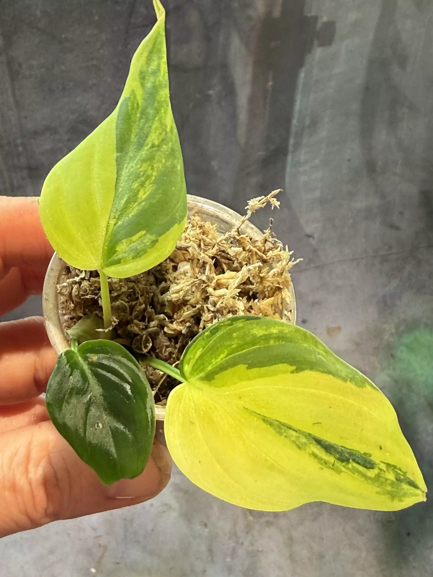 plant/Aurea micans philodendron lightly rooted-0