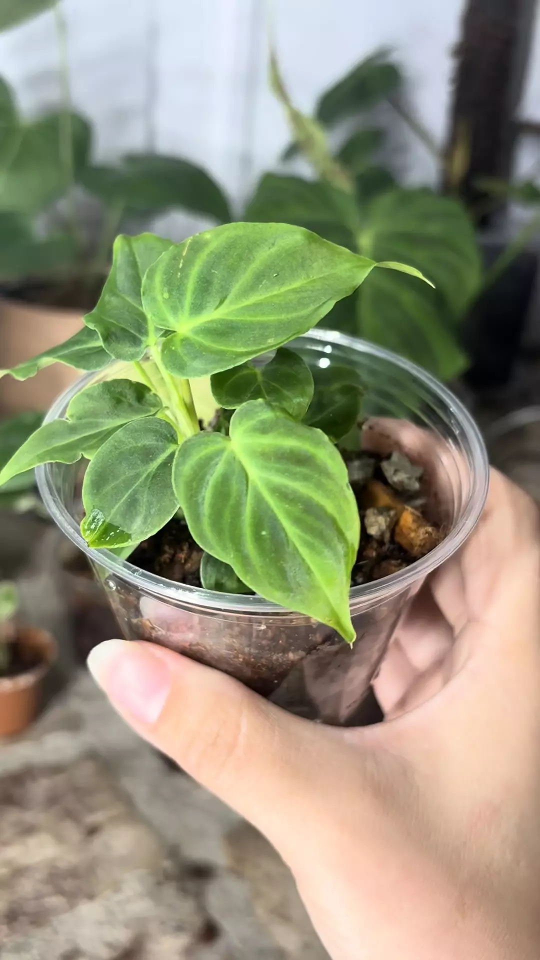 plant/philodendron verrucosum mini-1