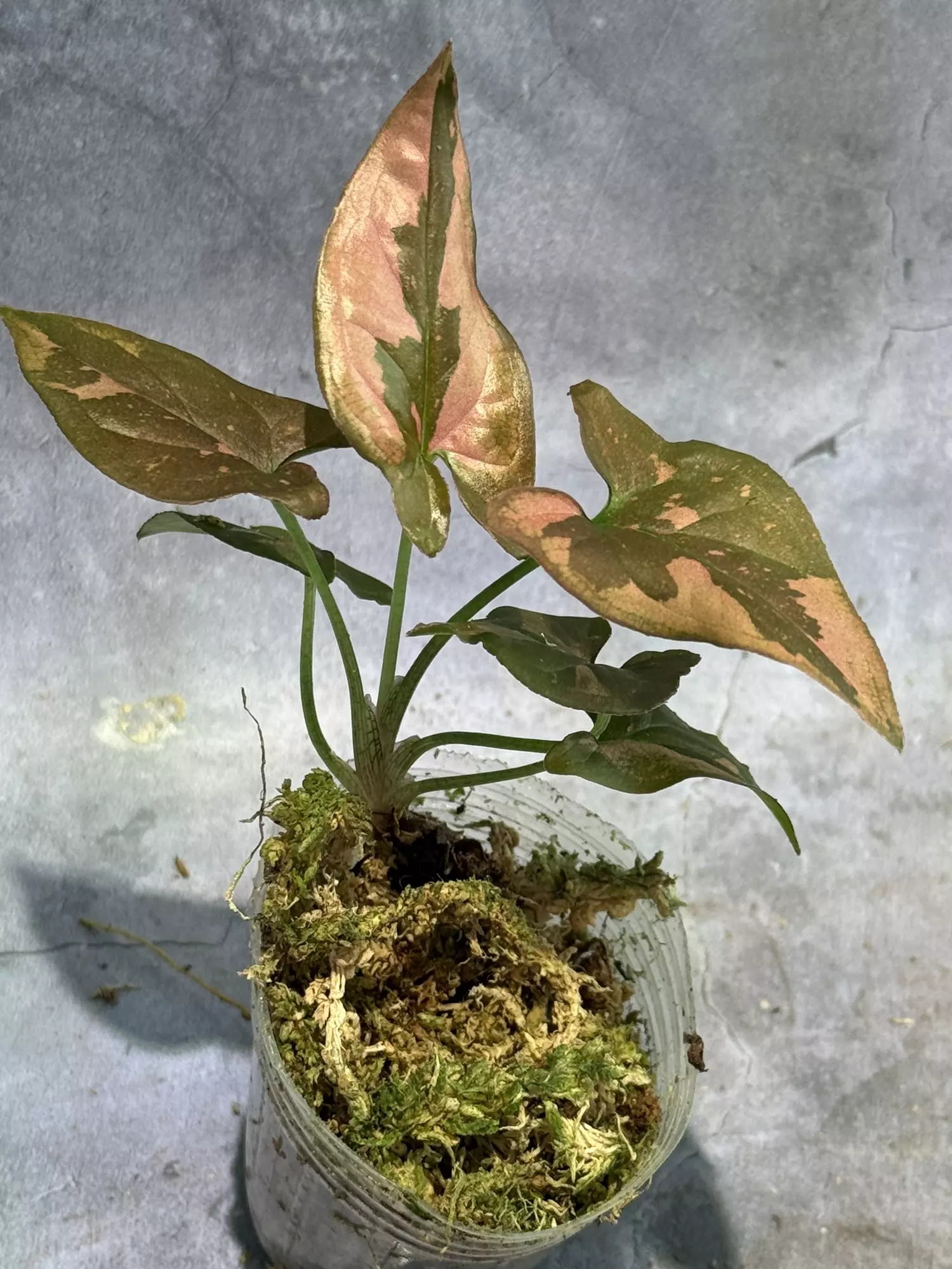 plant/DEAL Thai pink splash syngonium-0
