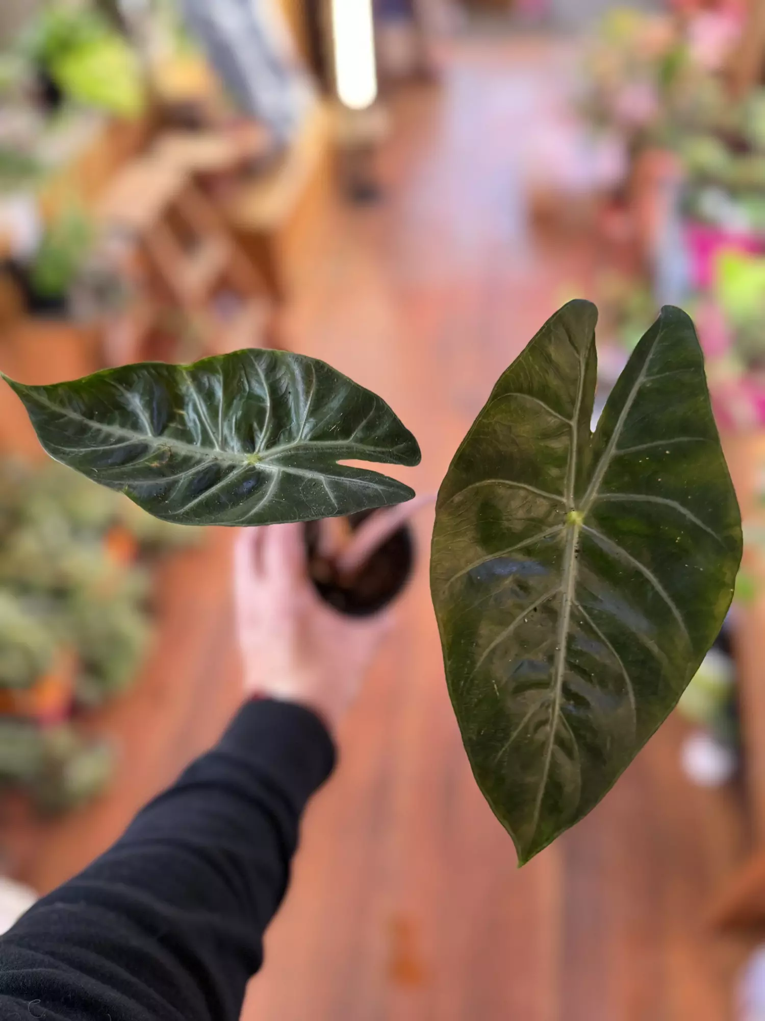 plant/Alocasia Pink Princess-0