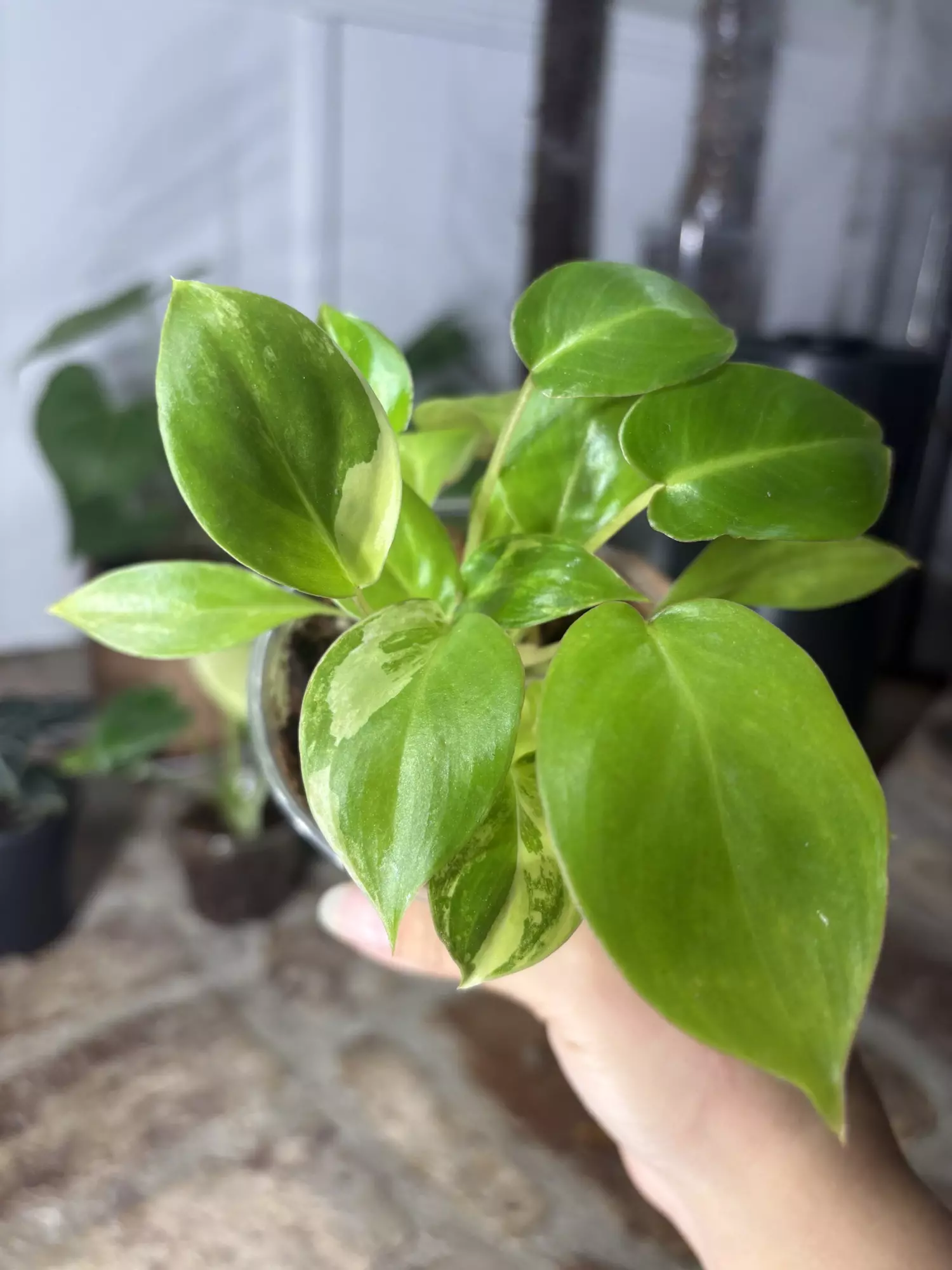 plant/philodendron variegated burle marx-0