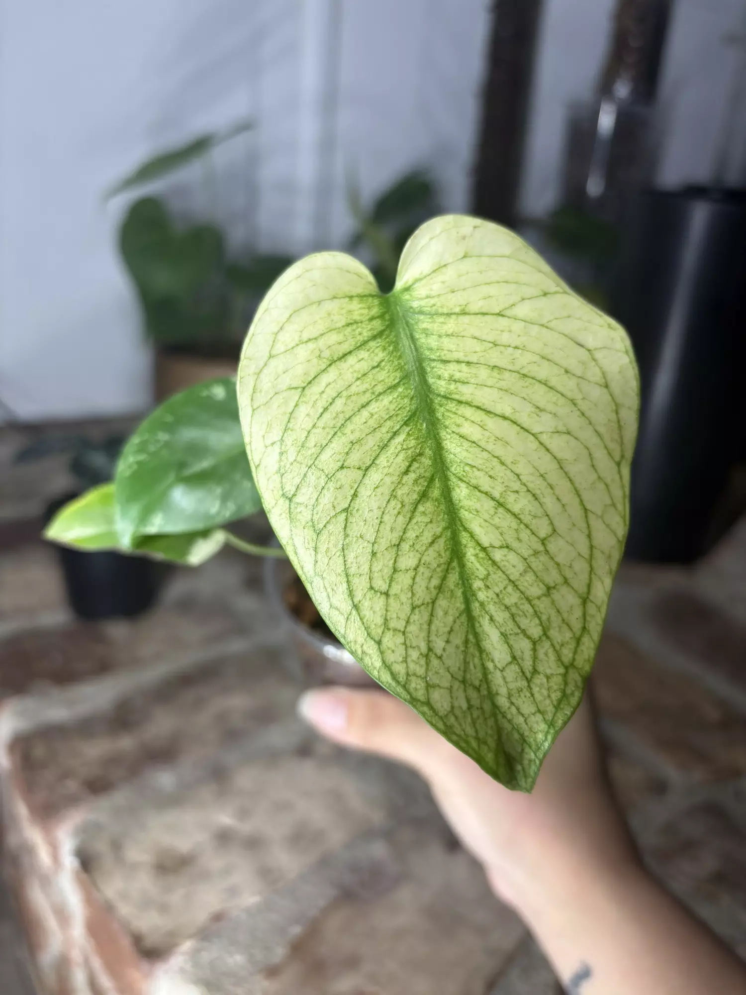 plant/monstera mint-0