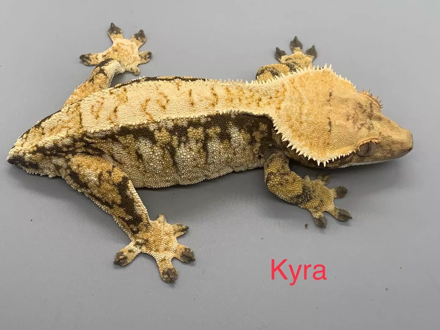 plant/Kyra-1