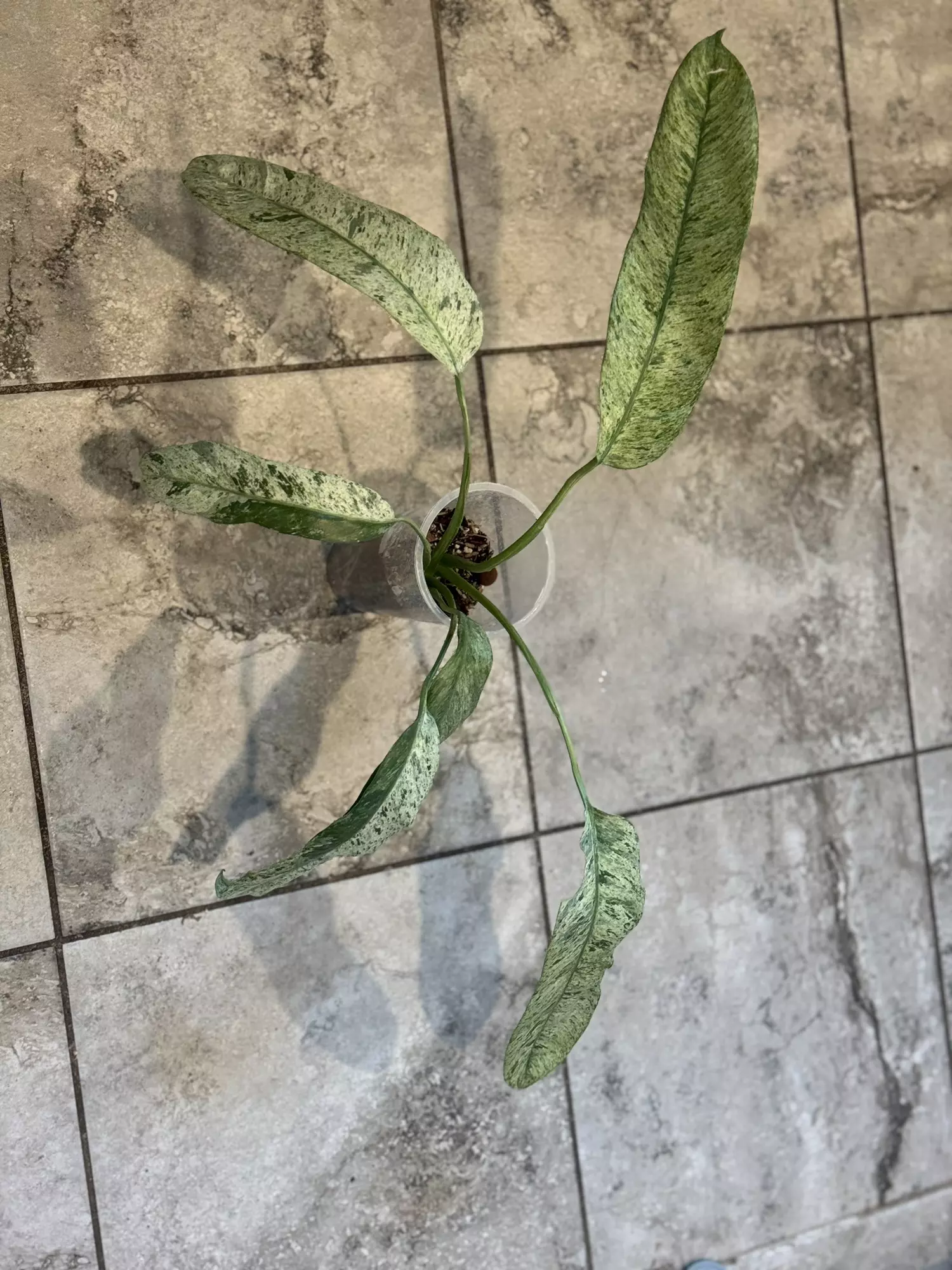 plant/Epi Geganteum Marble-1