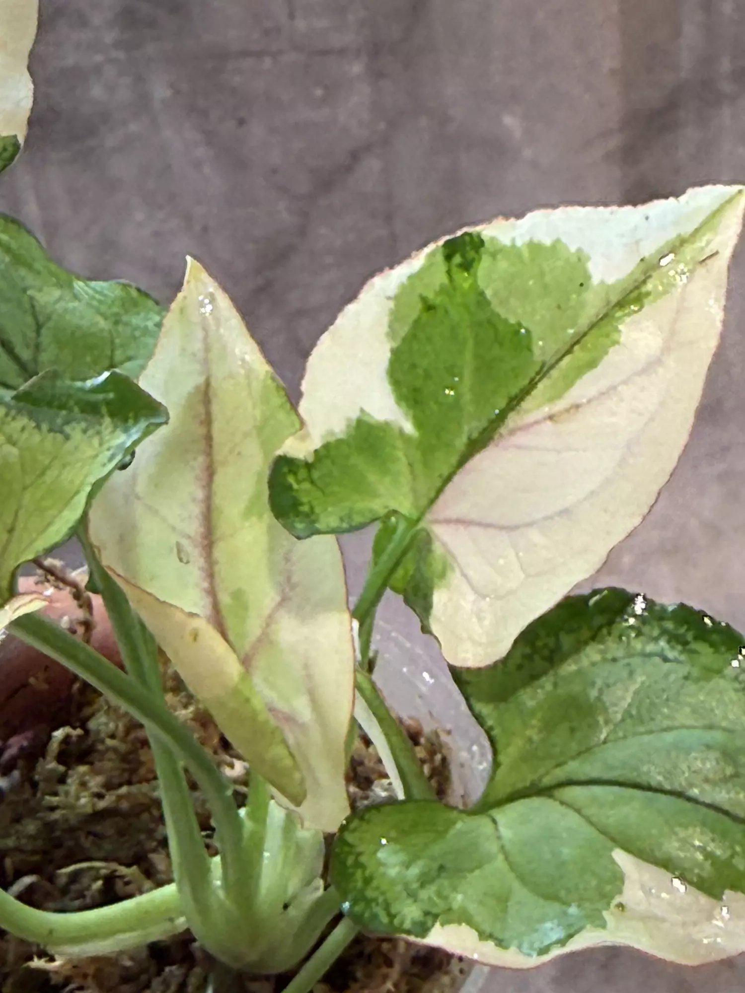 plant/White princess syngonium-1
