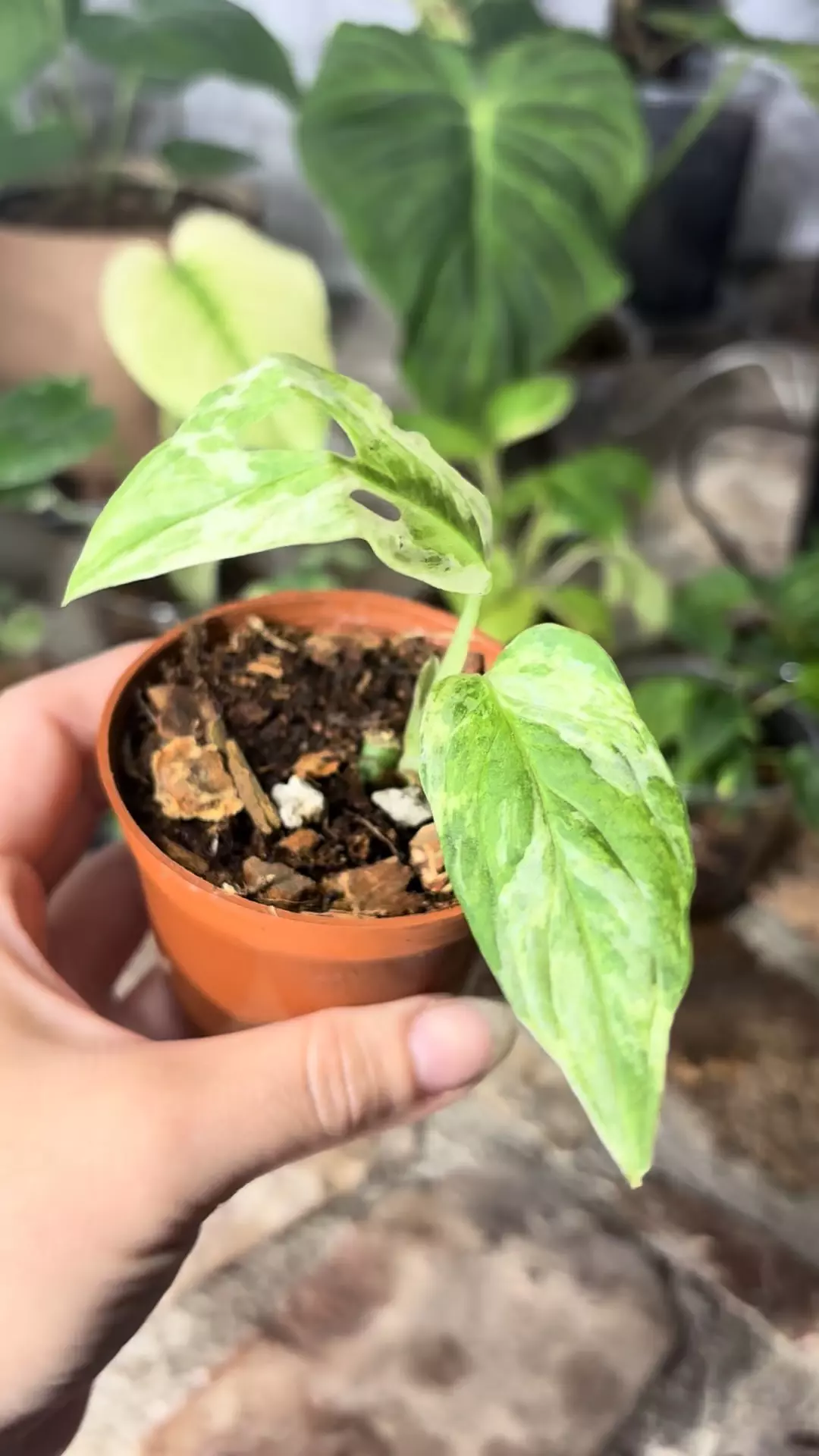 plant/monstera adansonii mint-1