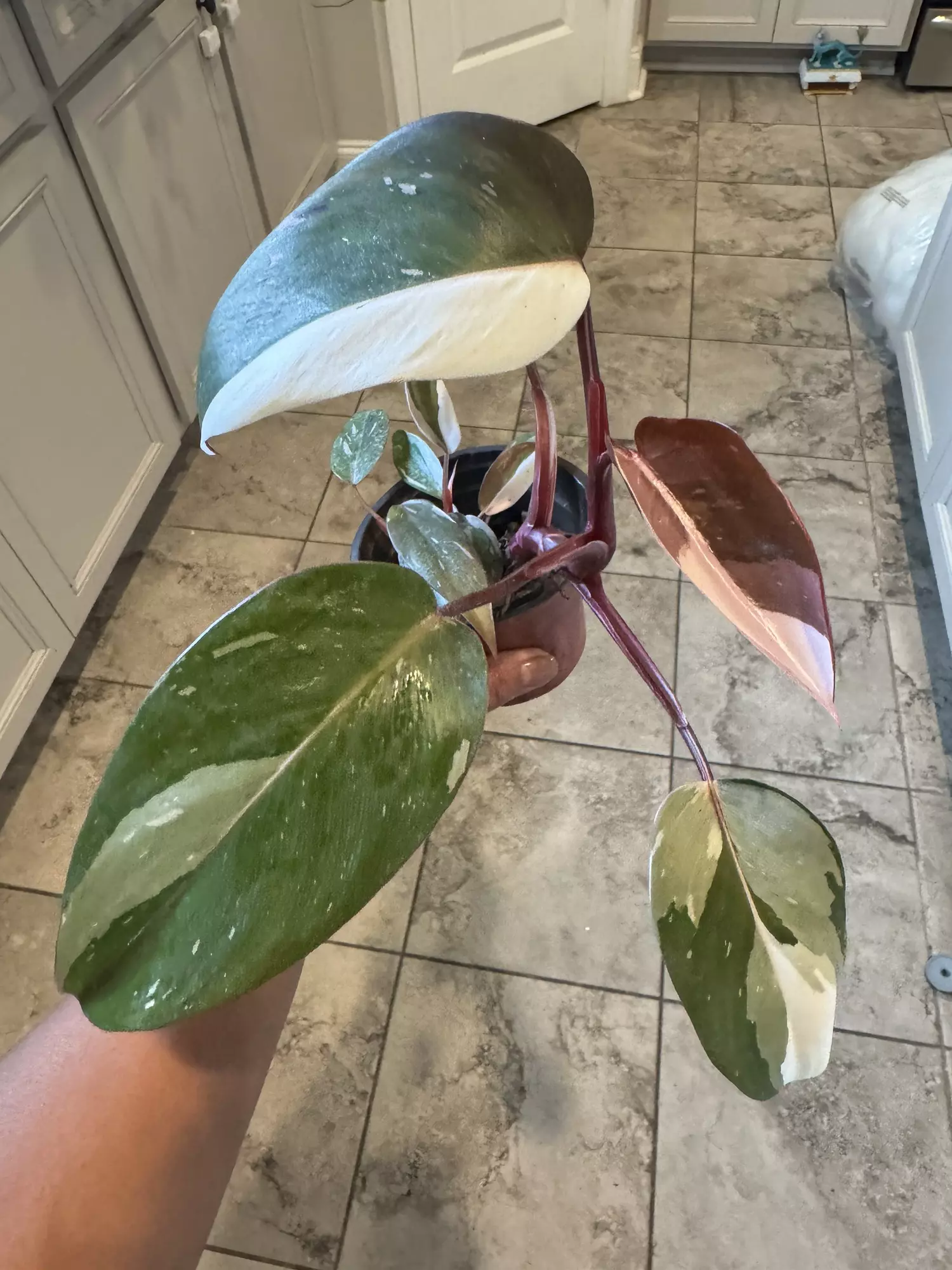 plant/Red Anderson Philodendron-0