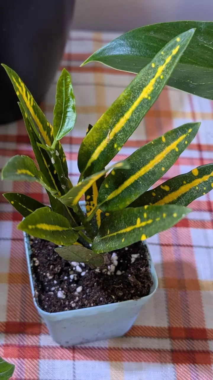 plant/Croton sunny star-0