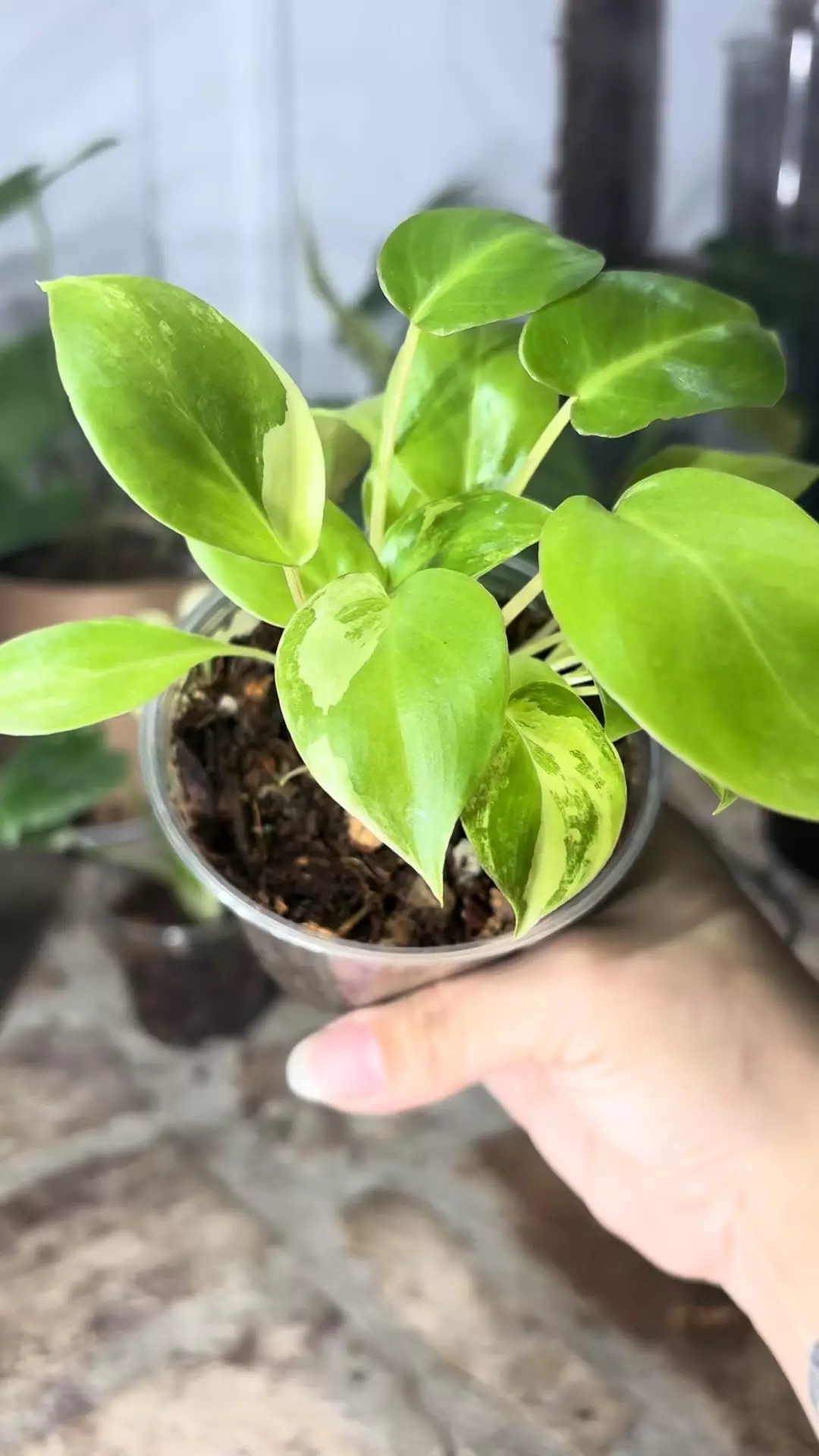 plant/philodendron variegated burle marx-1