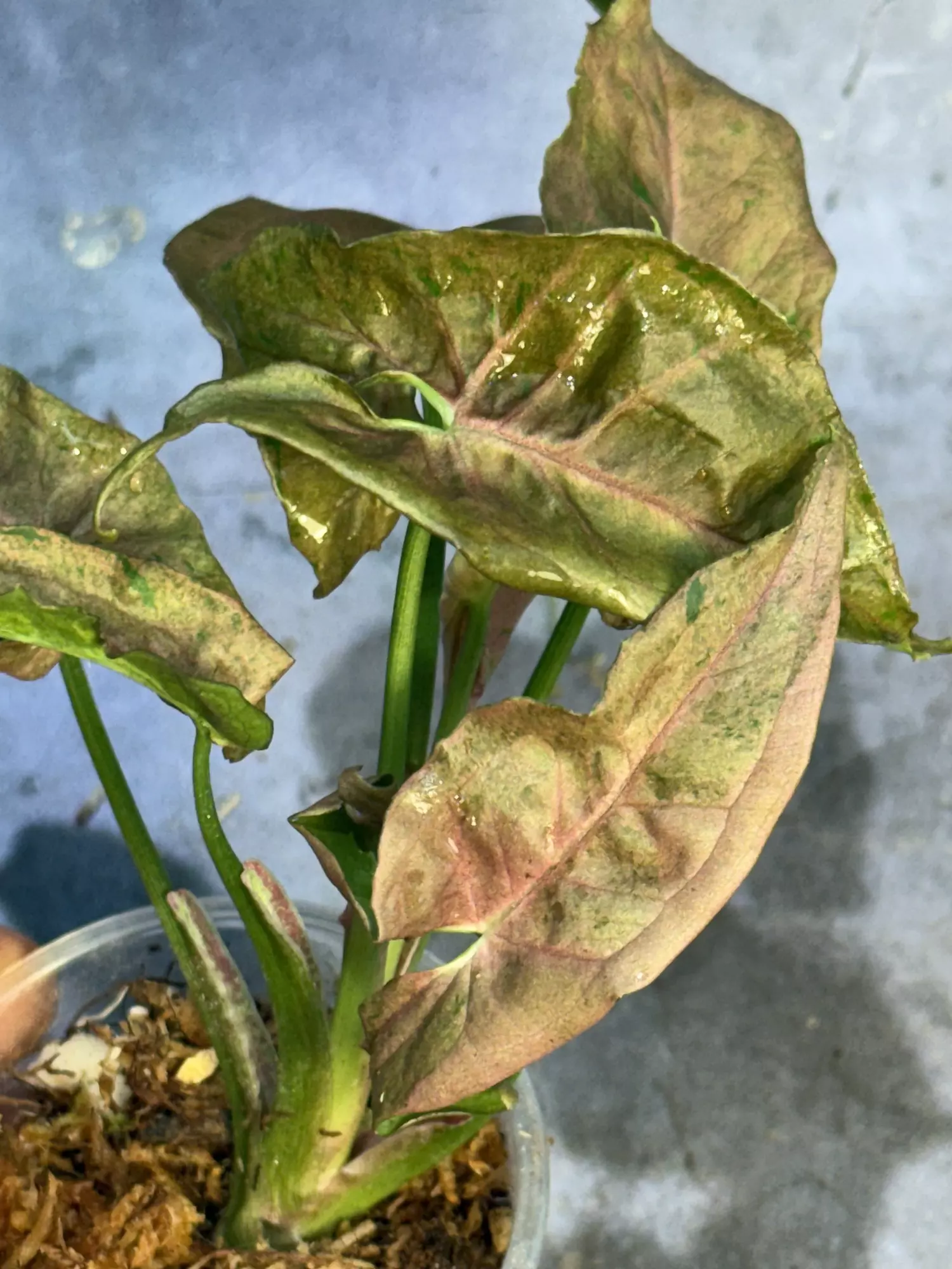 plant/RARE bubblegum dwarf syngonium lightly rooted collectors syngo-1