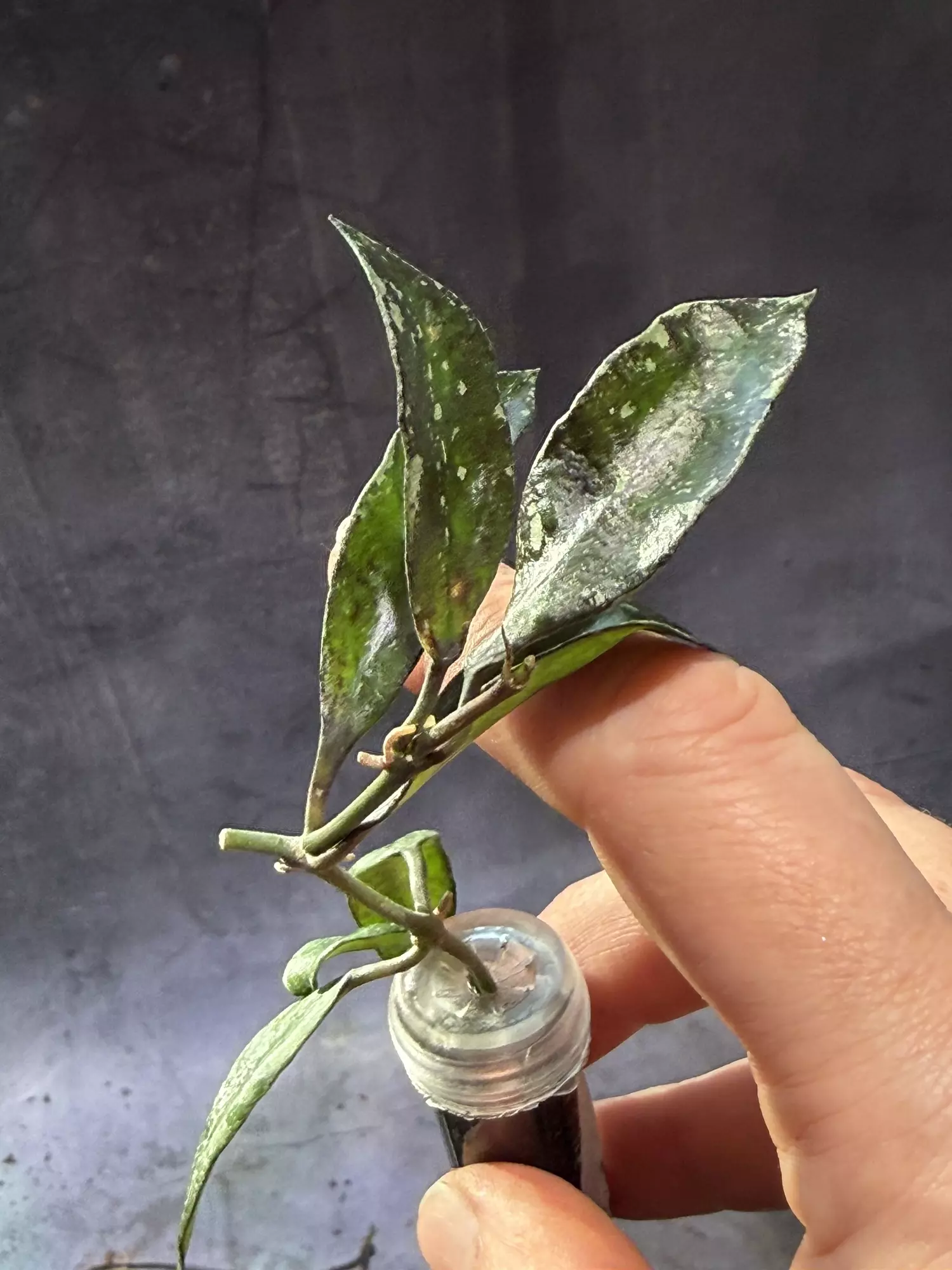 plant/Hoya lacunosa Thailand unrooted exact cut-1