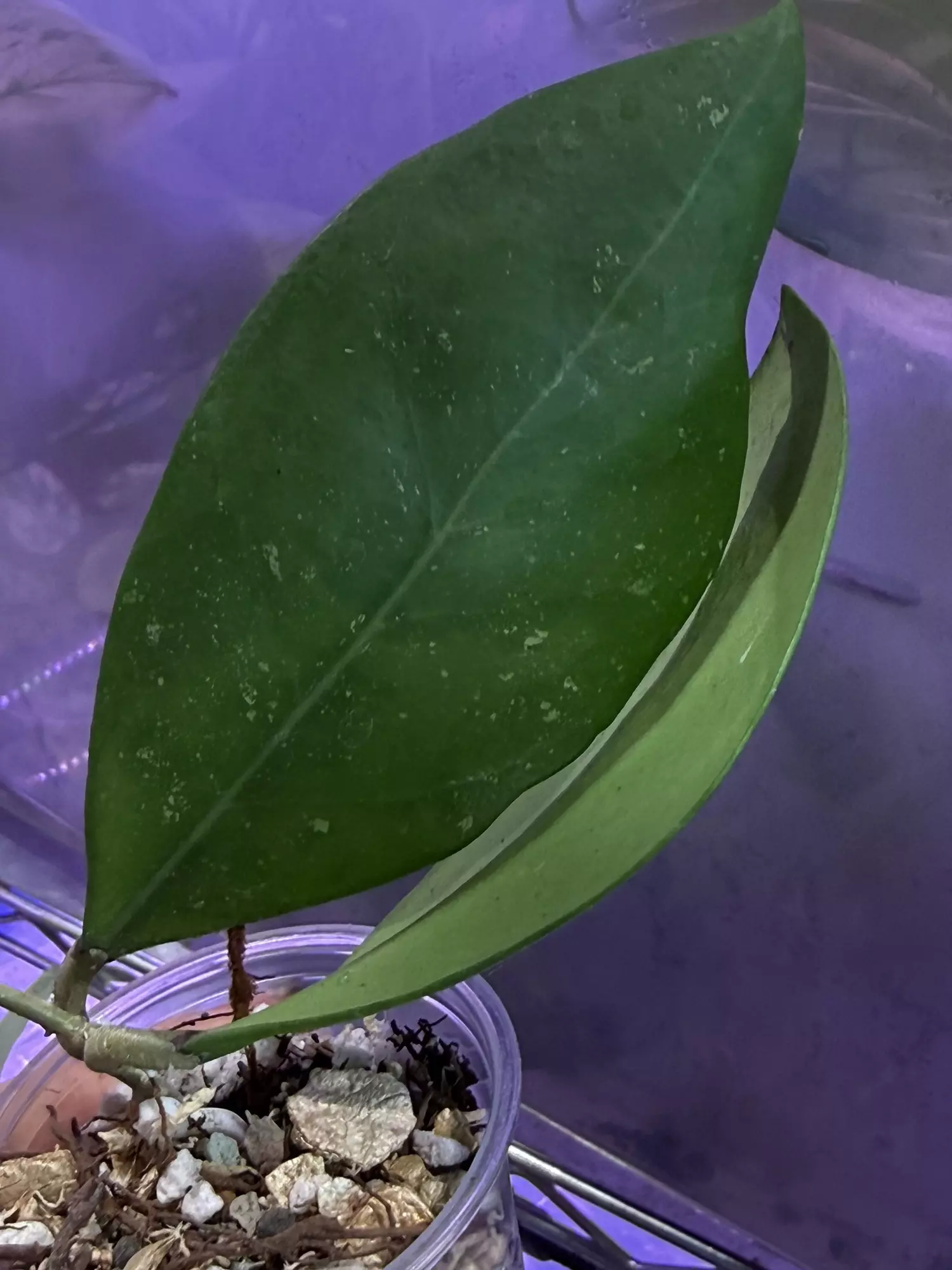 plant/Hoya mindorensis exact rooted cutting-0