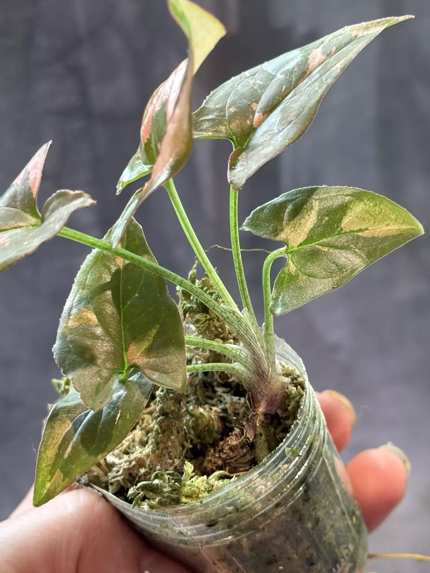 plant/DEAL Thai pink splash syngonium-1