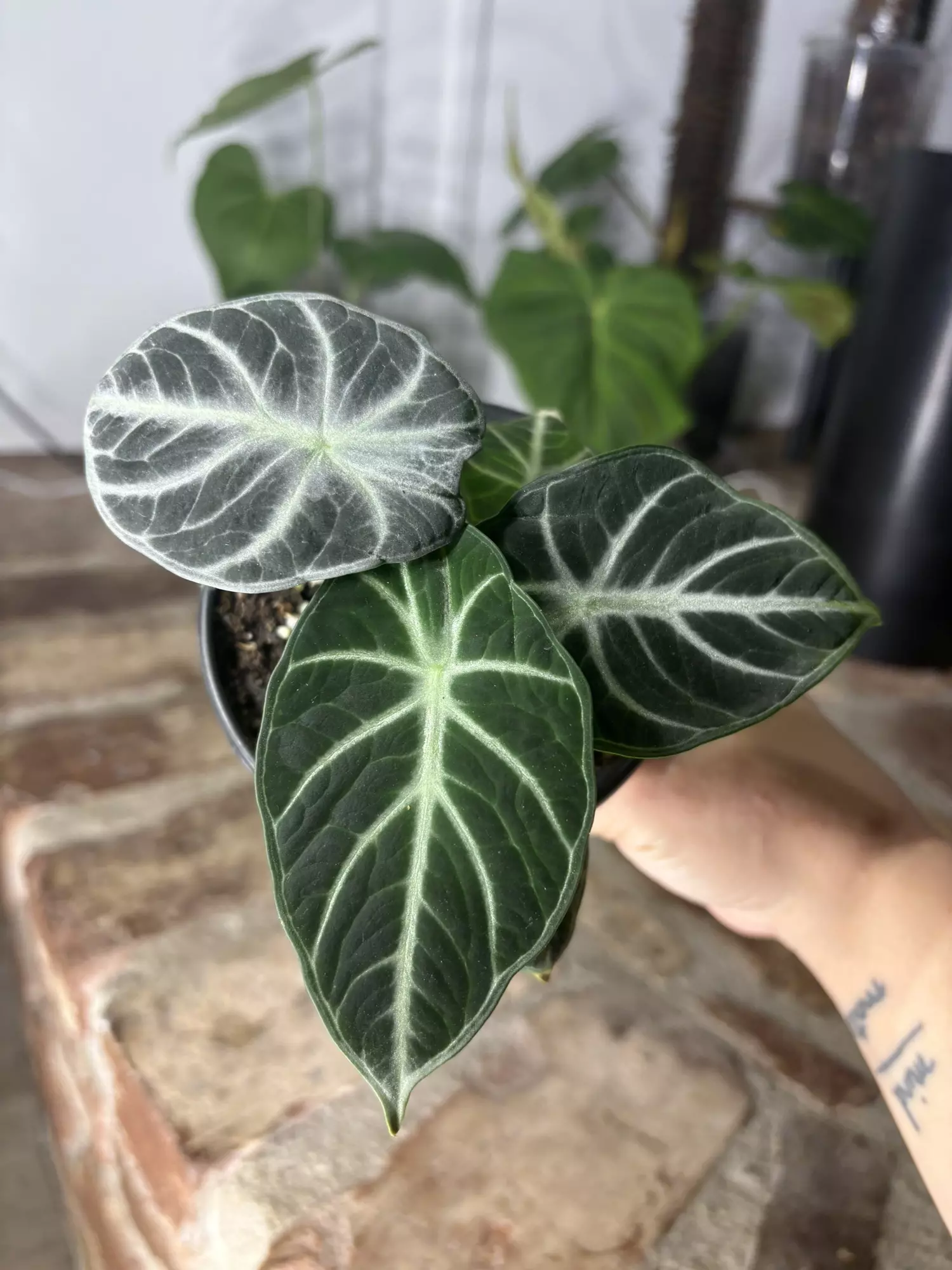 plant/alocasia ninja-0