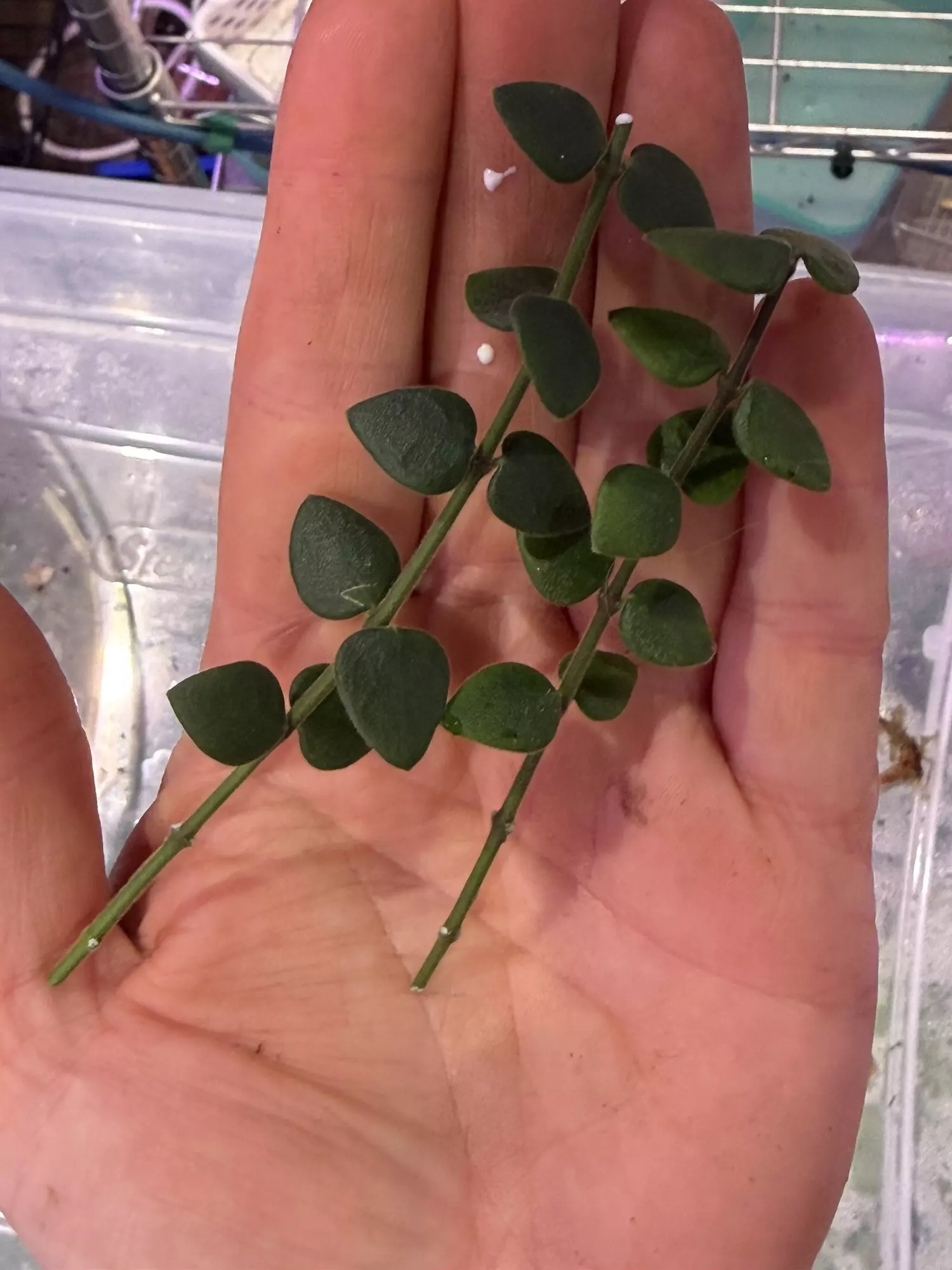 plant/Hoya chinghungensis unrooted cut-0