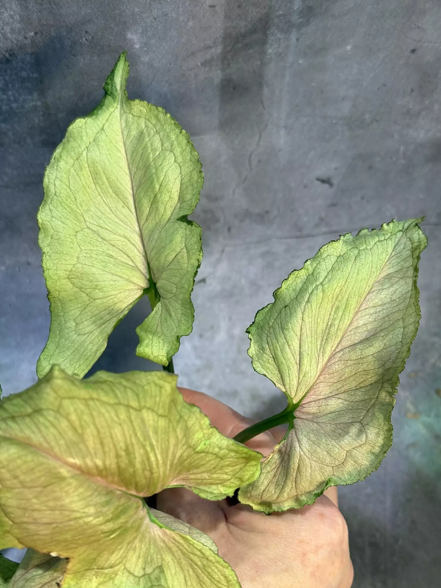 plant/Red Yami syngonium-1