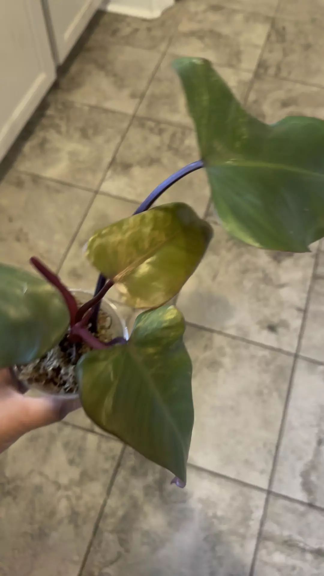 plant/Strawberry Shake Philodendron-0