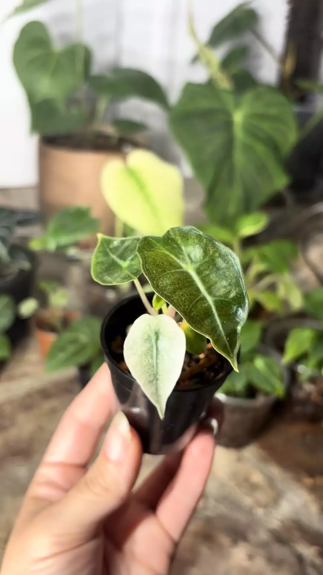 plant/alocasia polly ghost-1