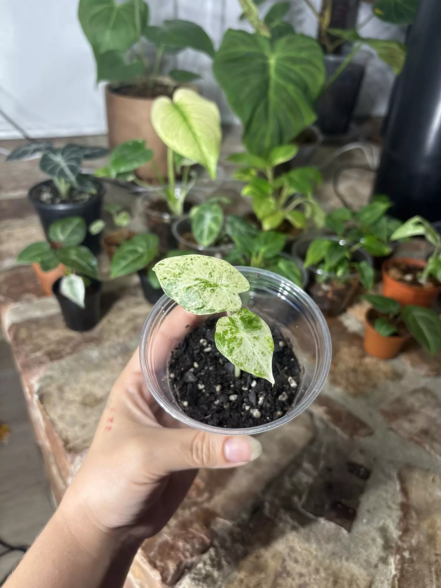 plant/alocasia blizzard-0