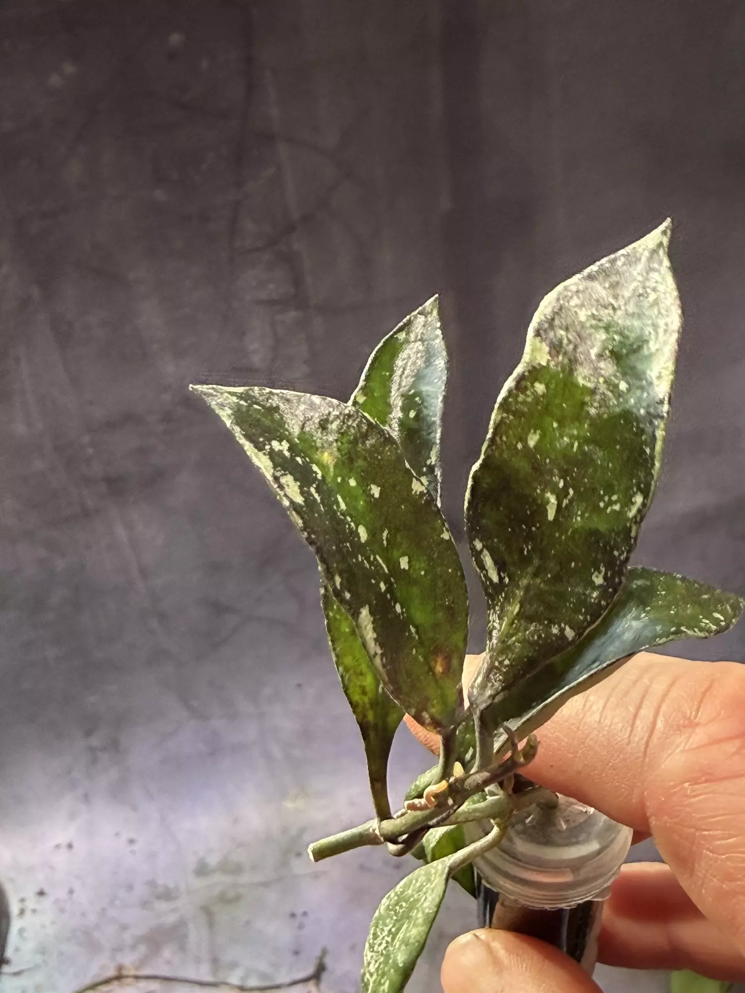 plant/Hoya lacunosa Thailand unrooted exact cut-0
