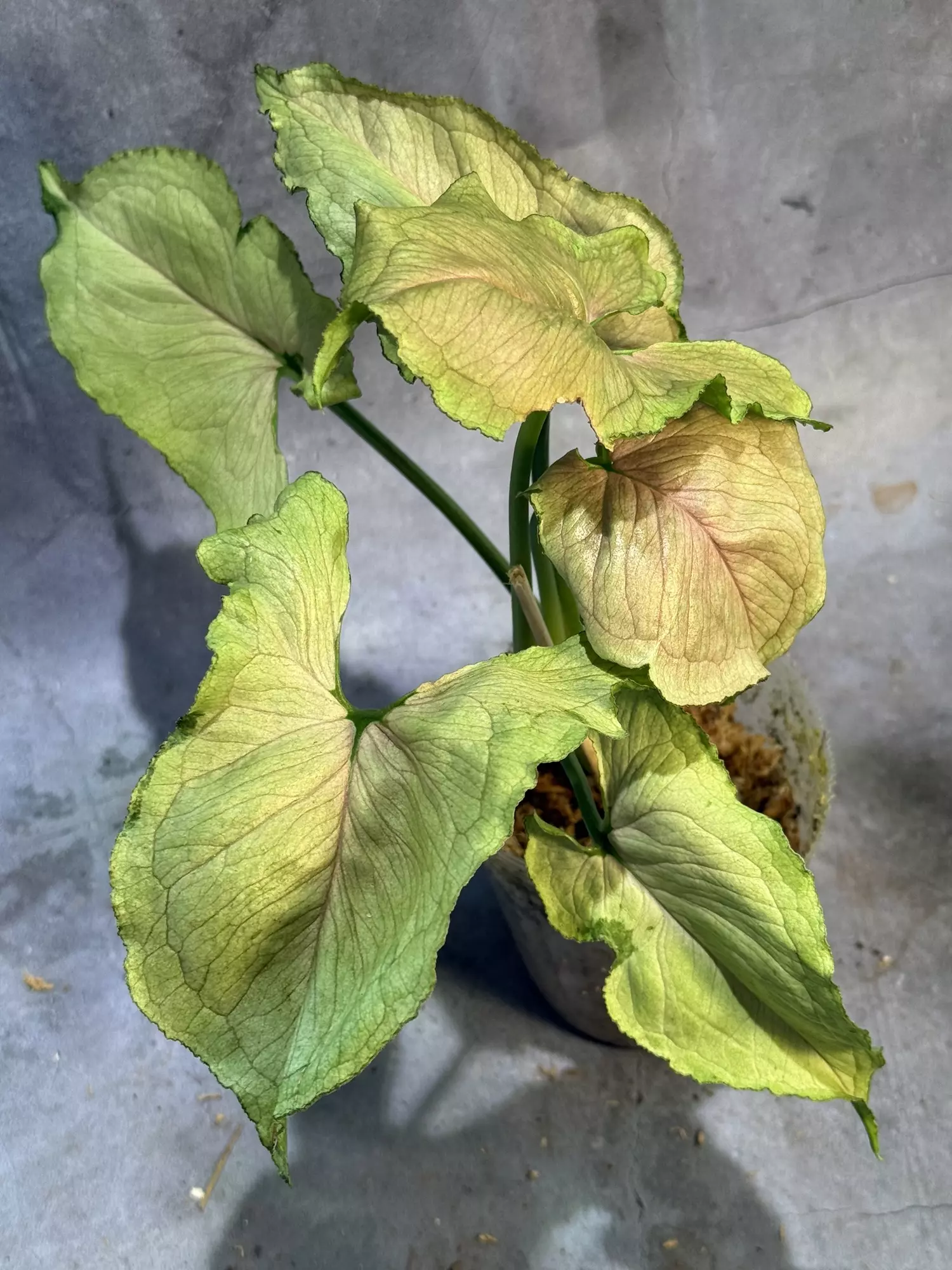 plant/Red Yami syngonium-0