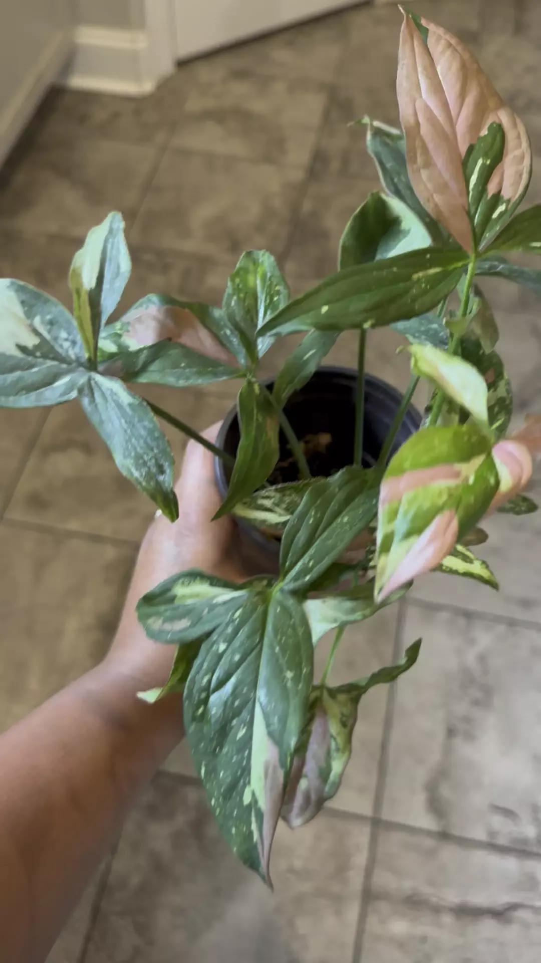 plant/Red Spot Tricolor Syngonium-0
