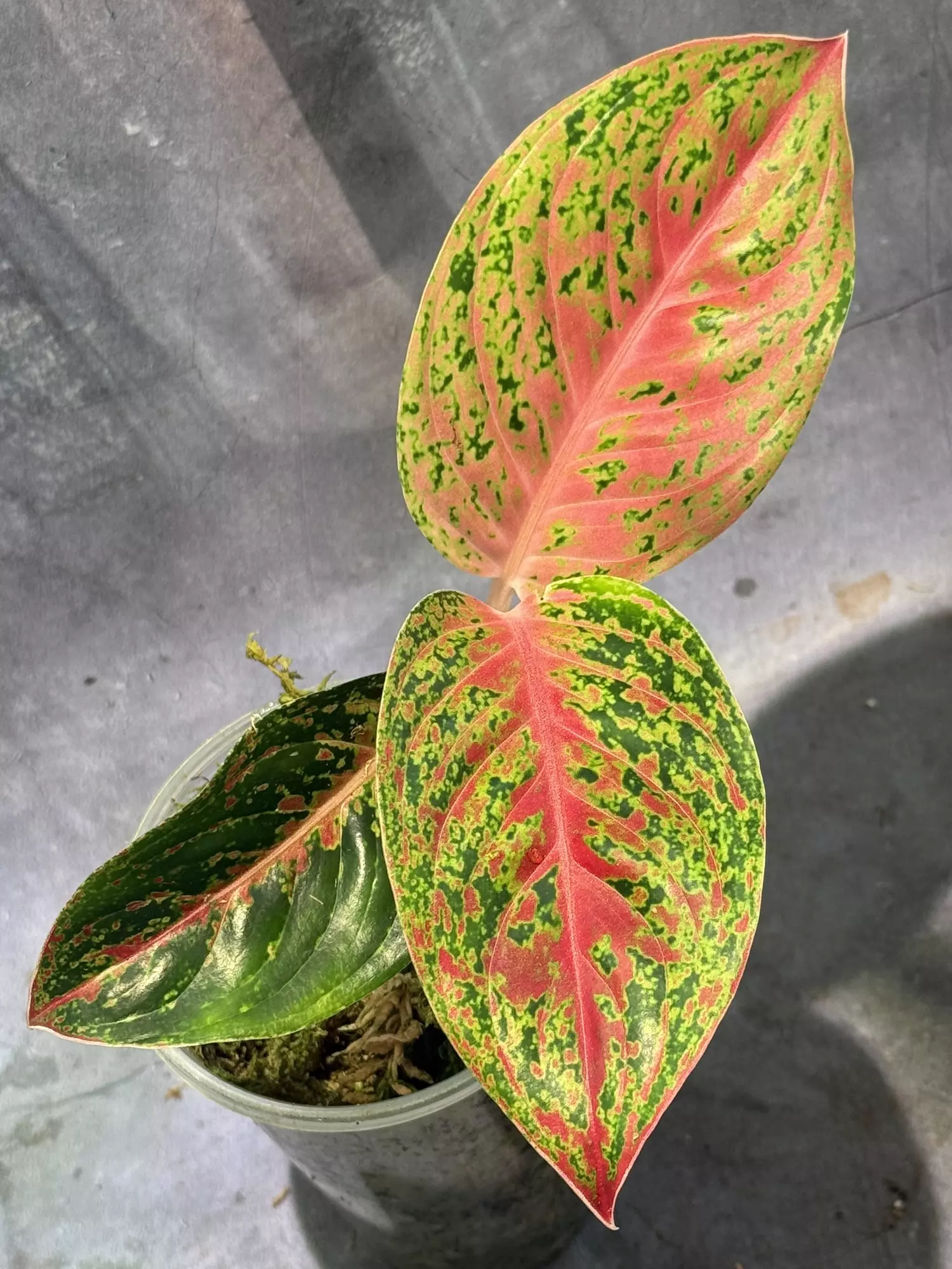 plant/Aglaonema idk the id of-0