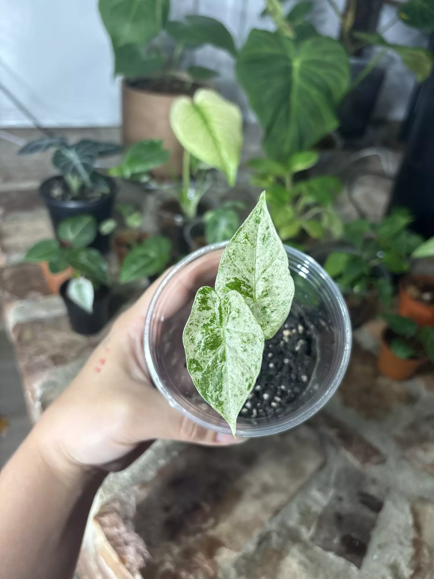 plant/alocasia blizzard-0