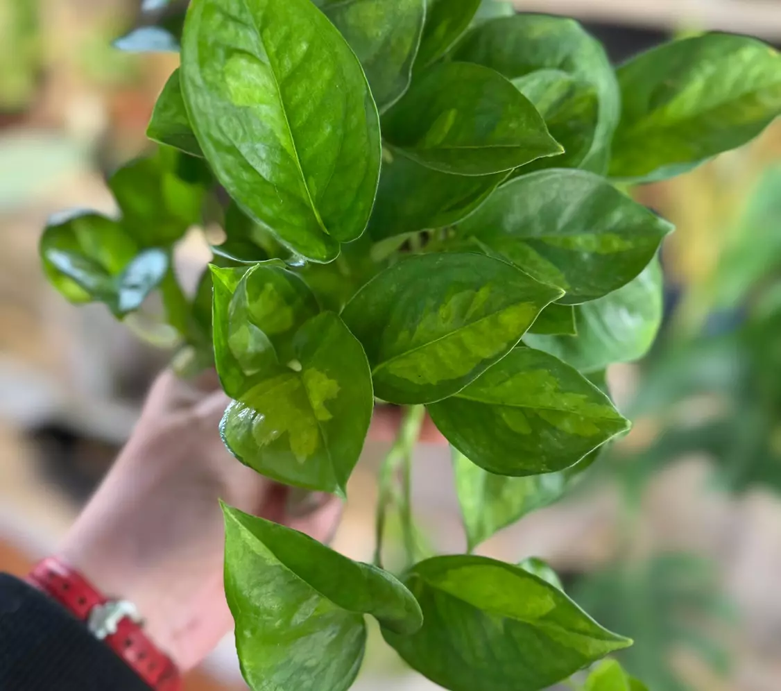 plant/Epi Aurea Global Green 4”-0
