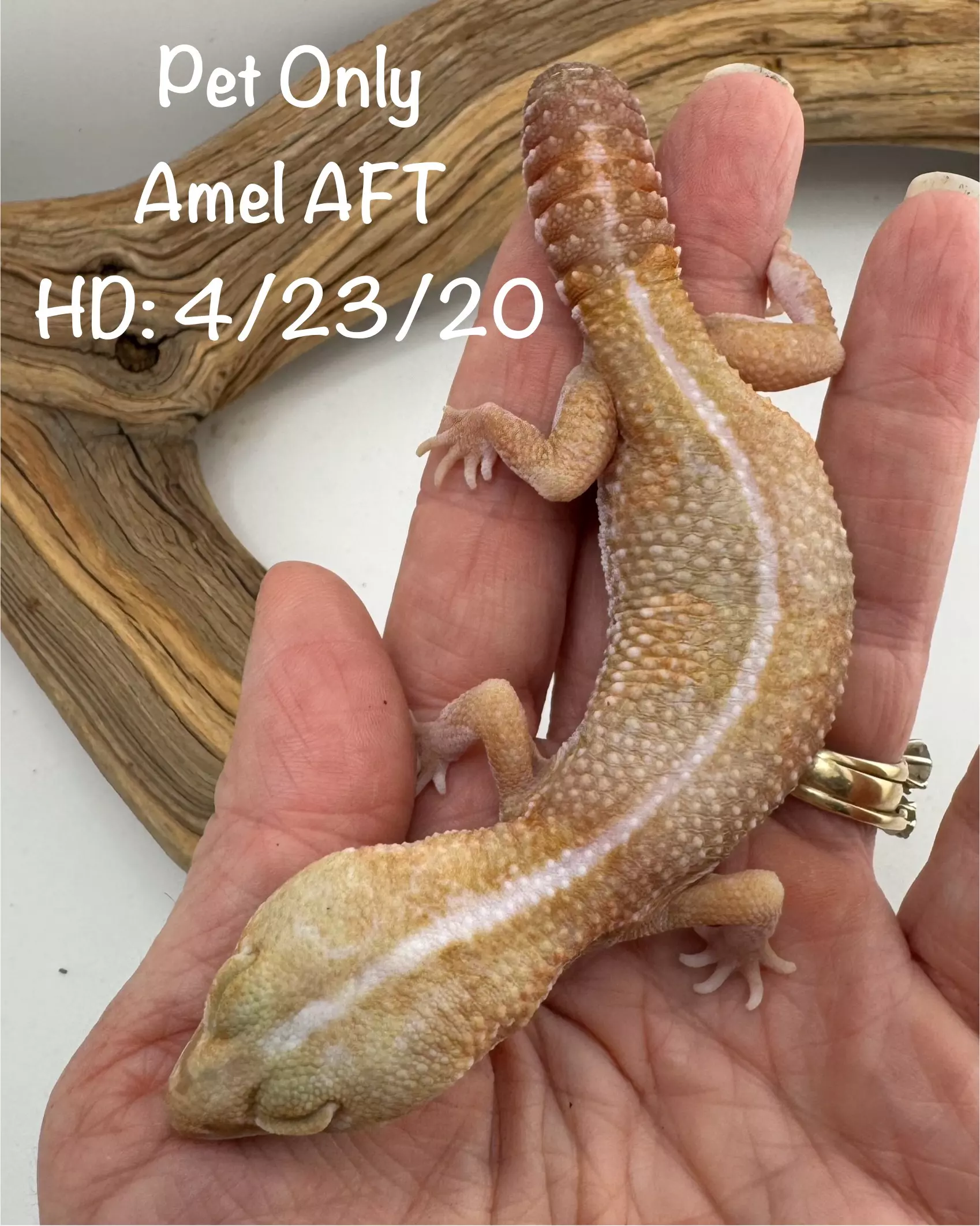 plant/Striped Amel Pet Only AFT Gecko-0