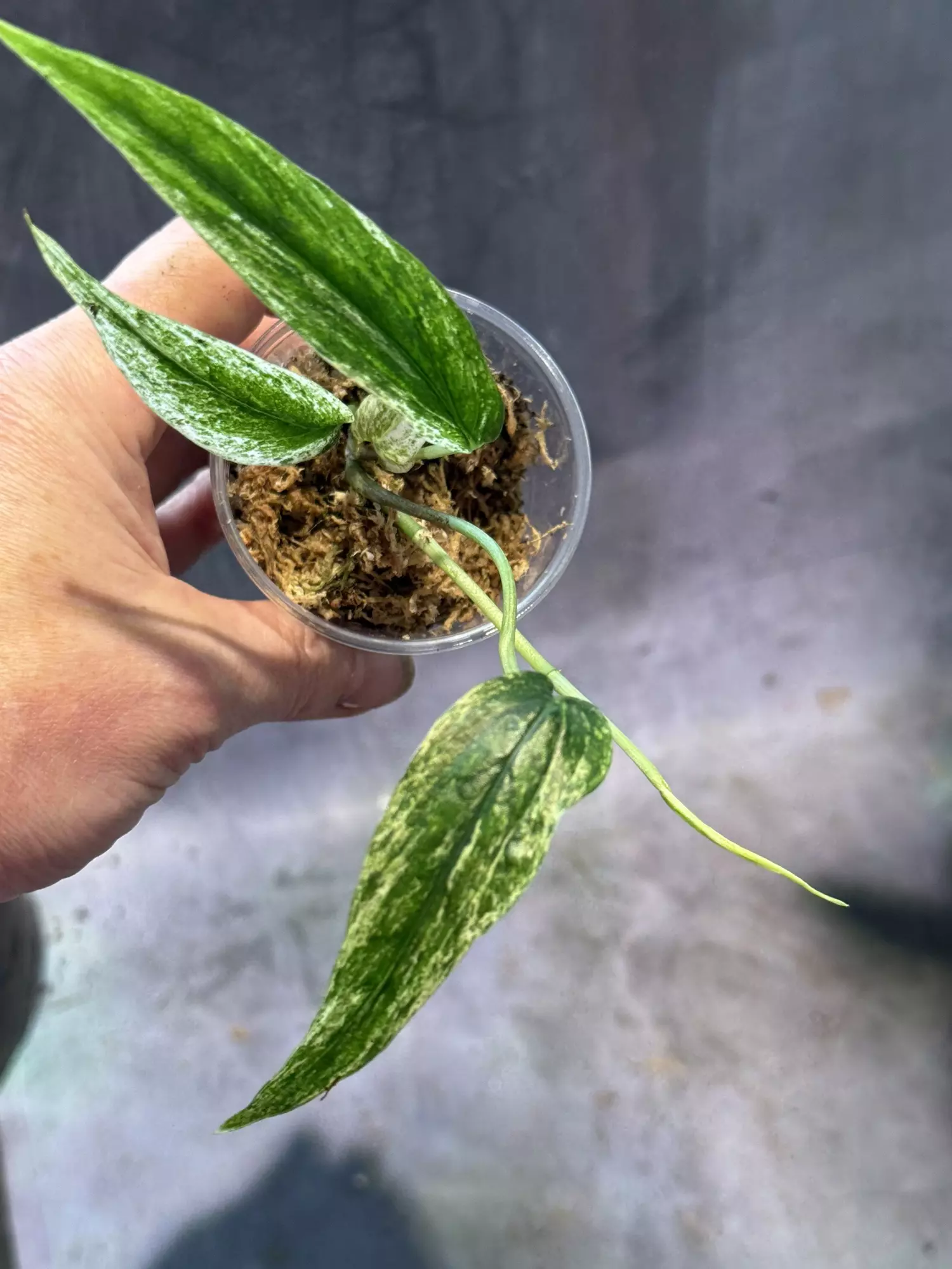 plant/Variegated amydrium zipelianum lightly rooted-2