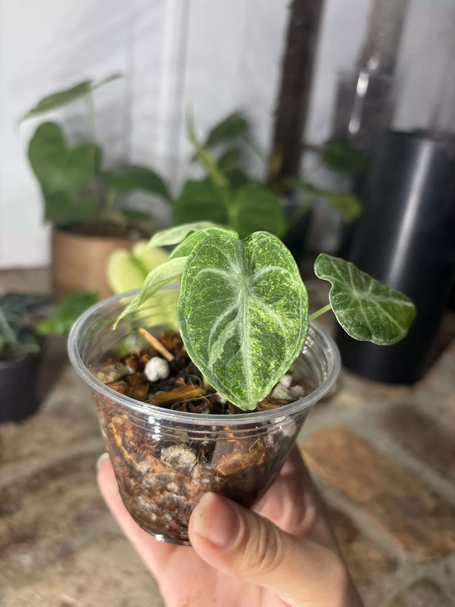 plant/alocasia ninja tricolor-0