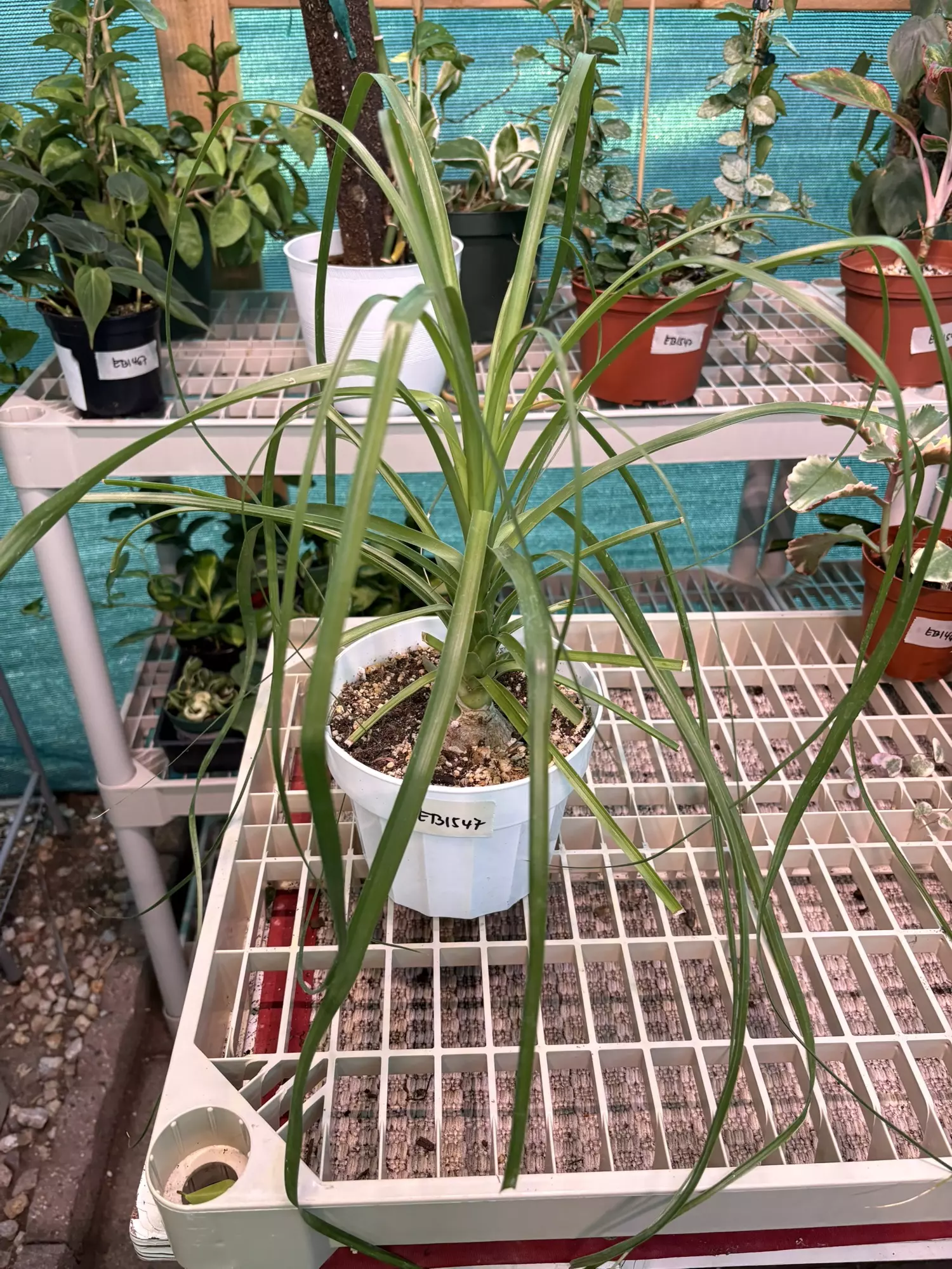 plant/EB1547 Ponytail Palm 6”-0