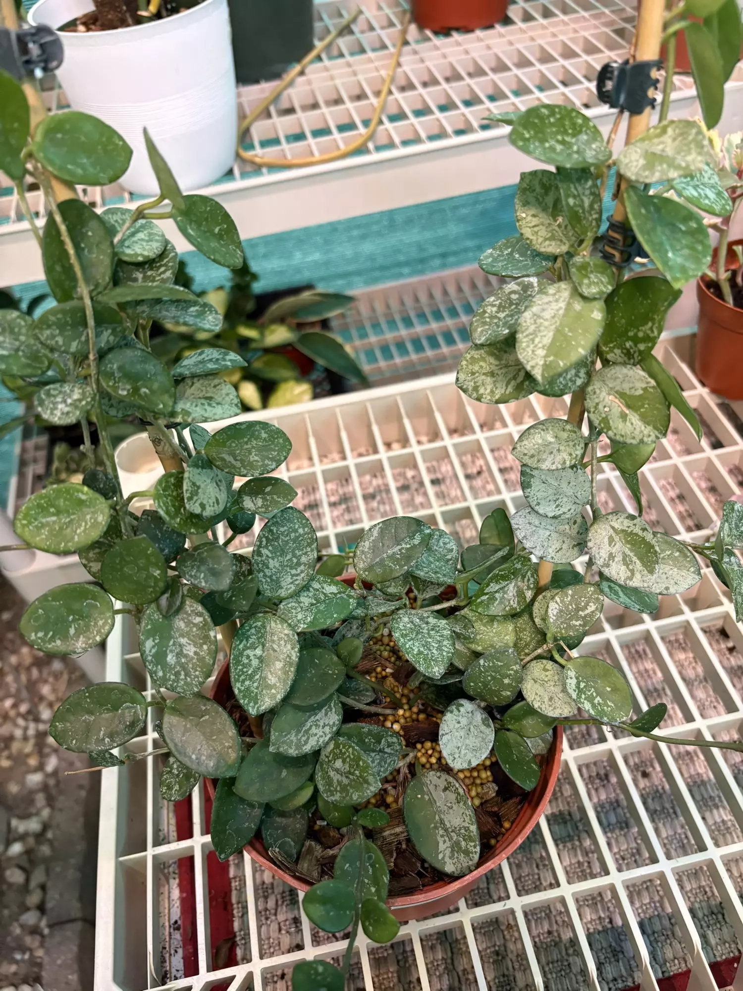 plant/EB1542 Hoya Mathilde Splash 6”-2