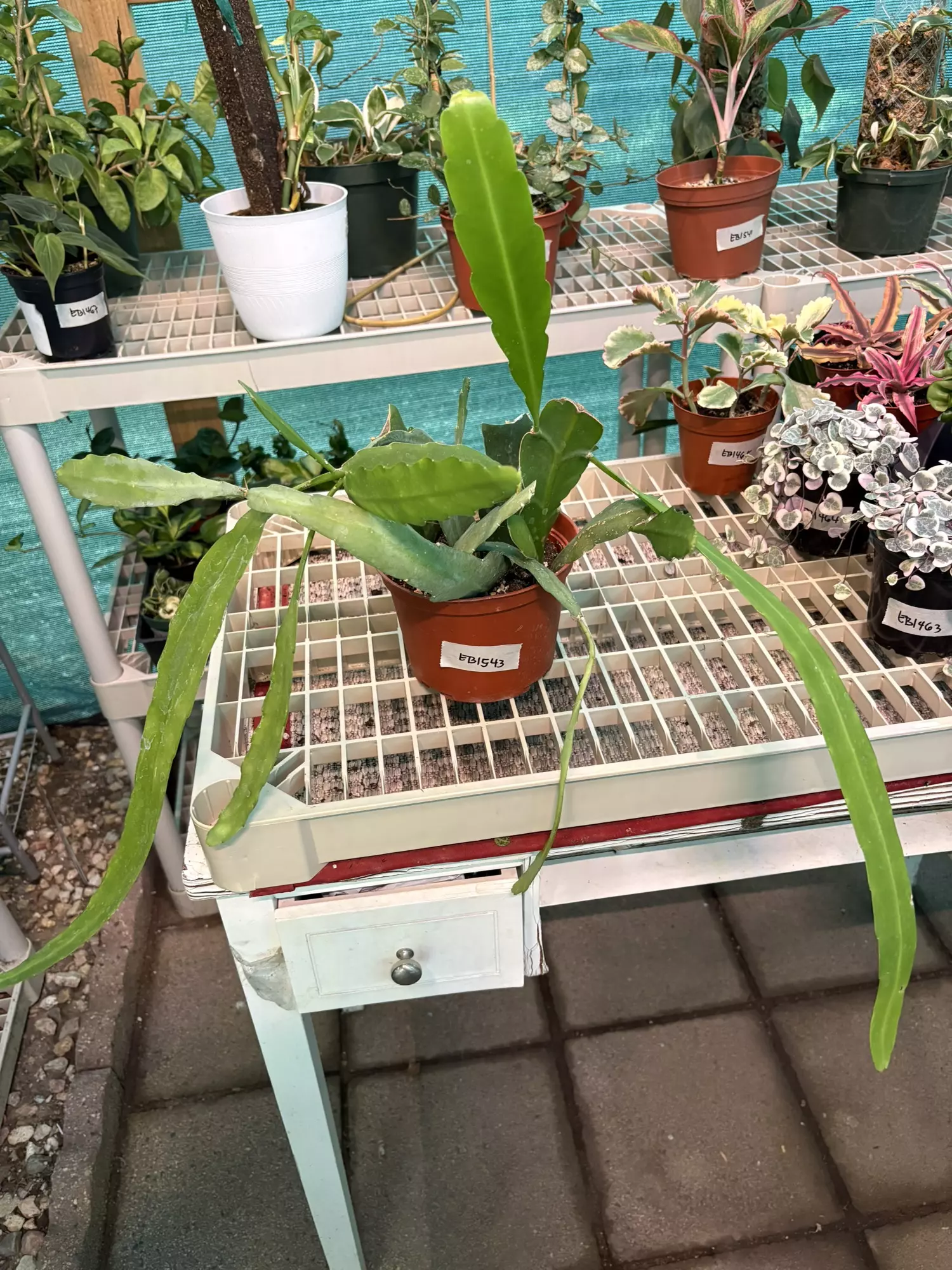 plant/EB1543 Orchid Cactus 6”-0