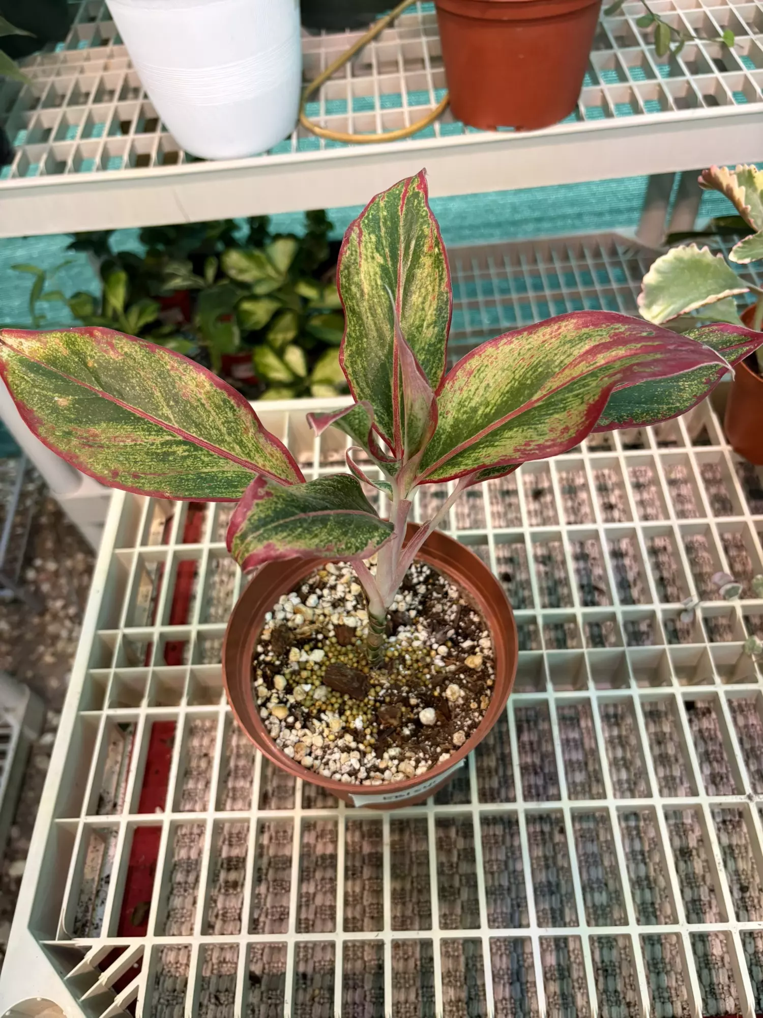 plant/EB1541 Aglaonema 6”-1