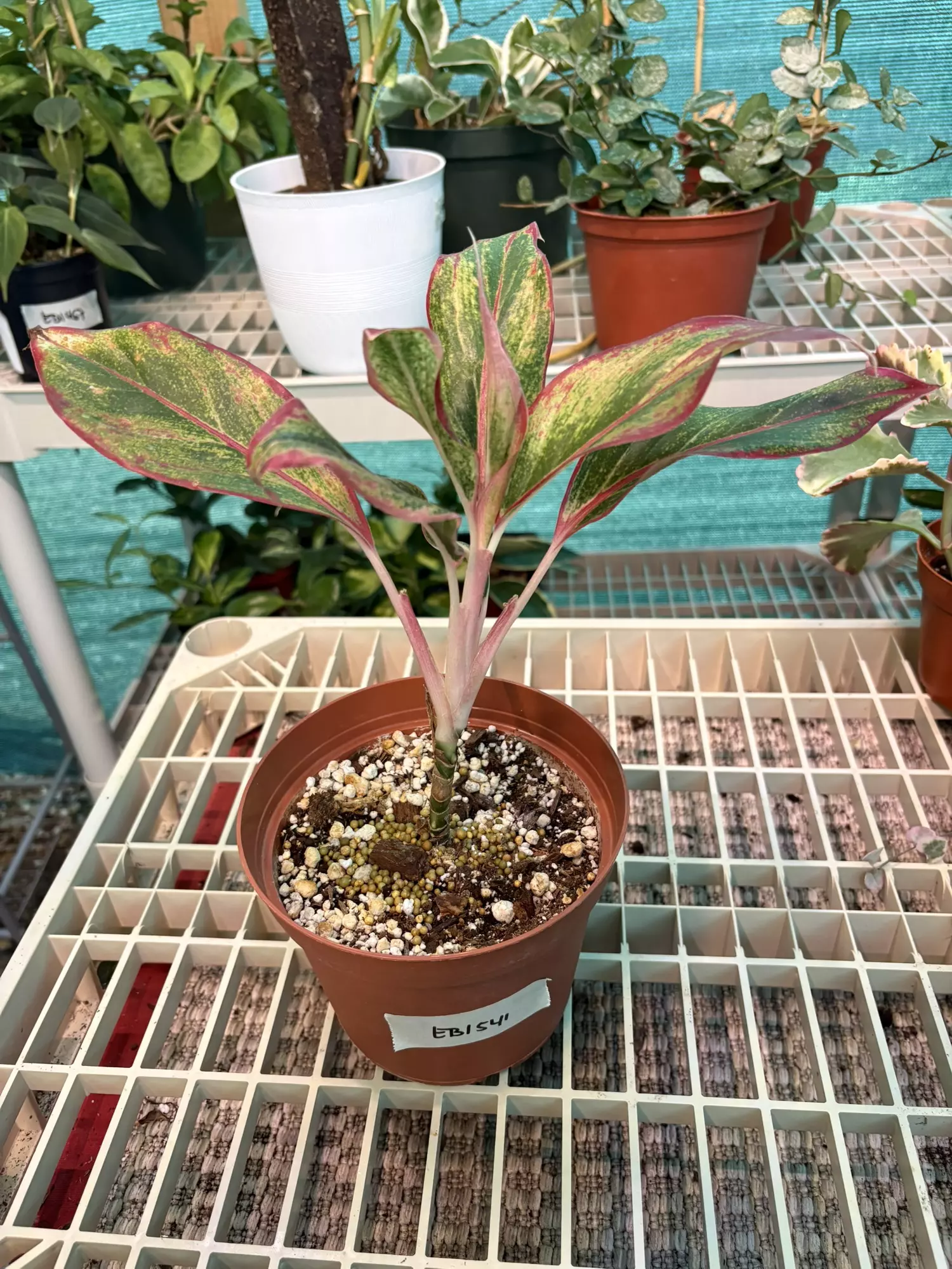 plant/EB1541 Aglaonema 6”-0