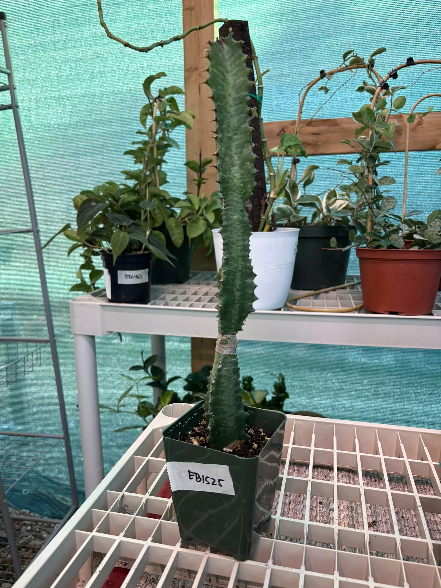 plant/EB1525 Euphorbia Trigona - will ship bare root-0