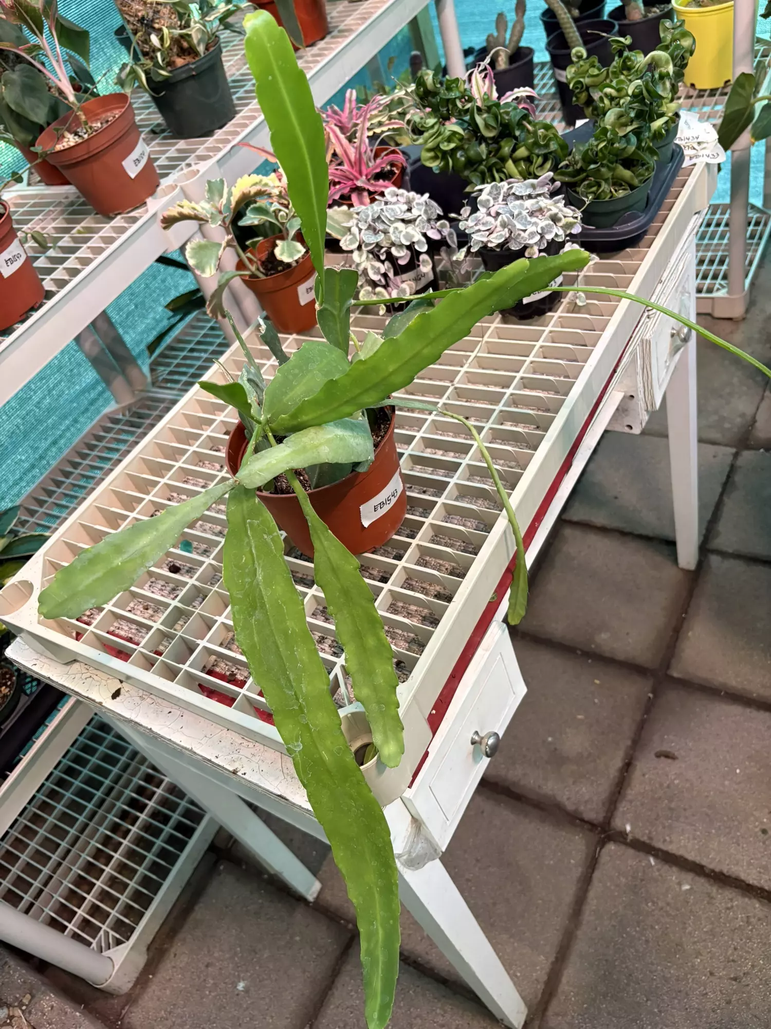 plant/EB1543 Orchid Cactus 6”-1