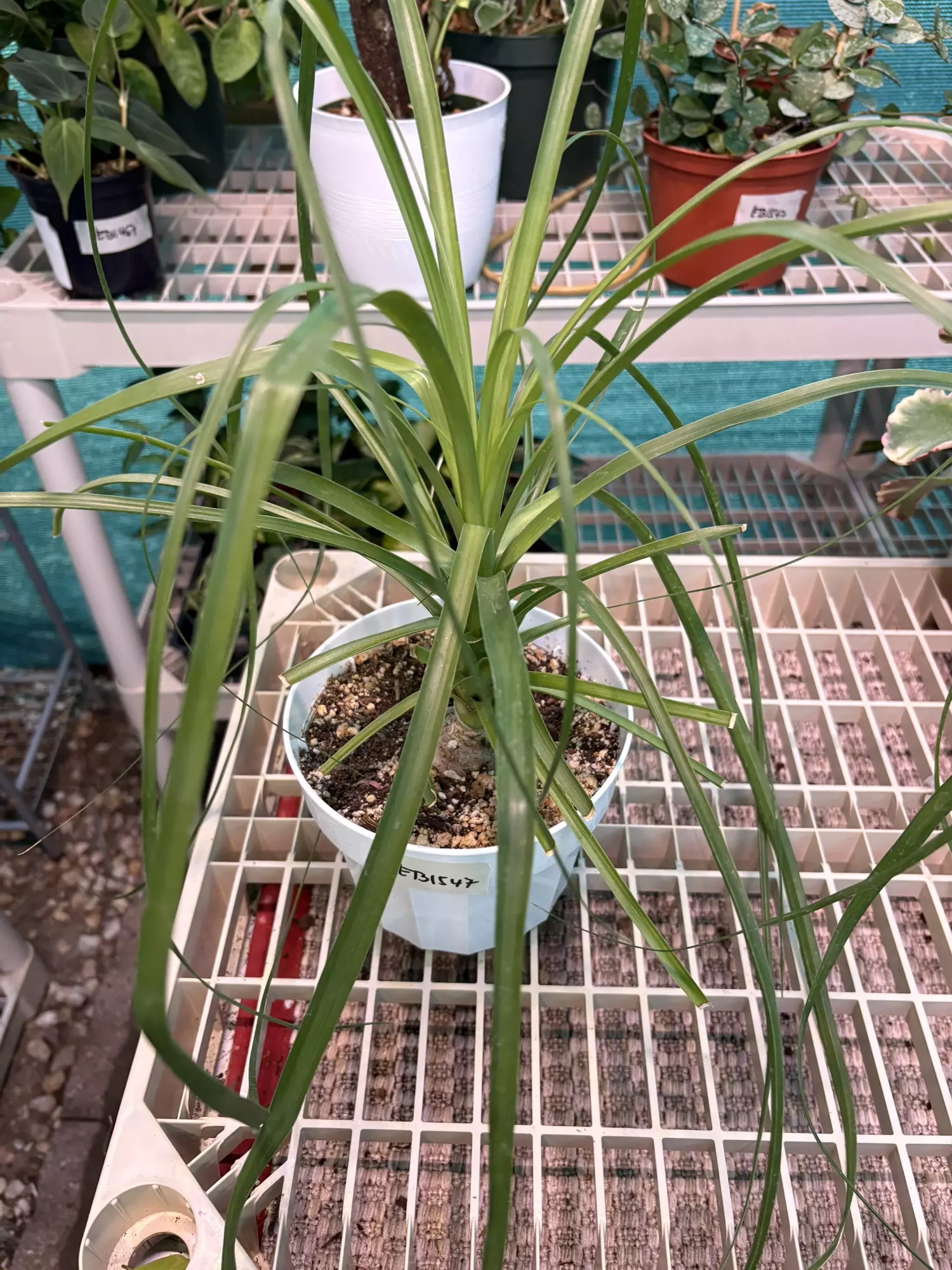 plant/EB1547 Ponytail Palm 6”-1