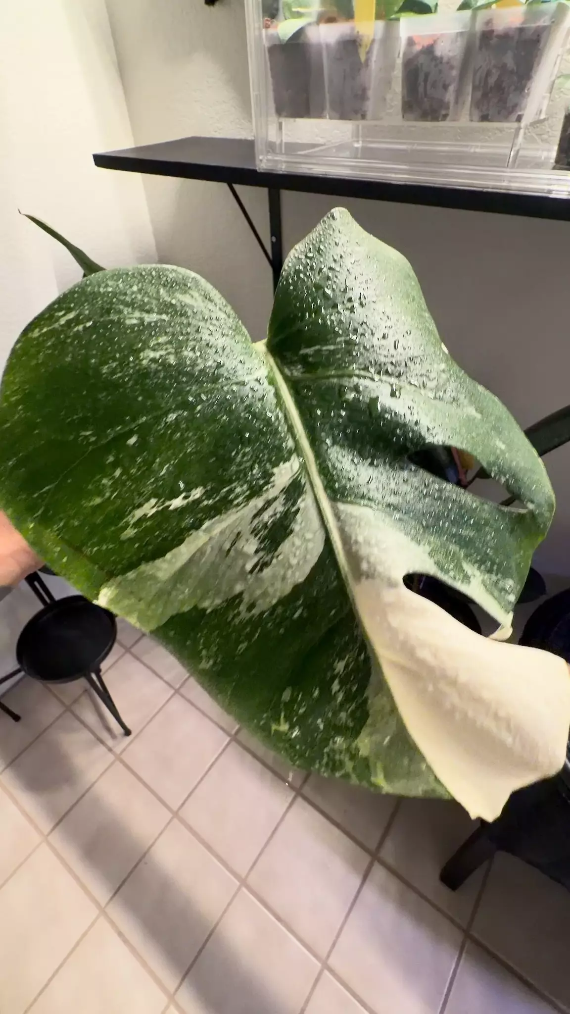 plant/08 M. Albo-0