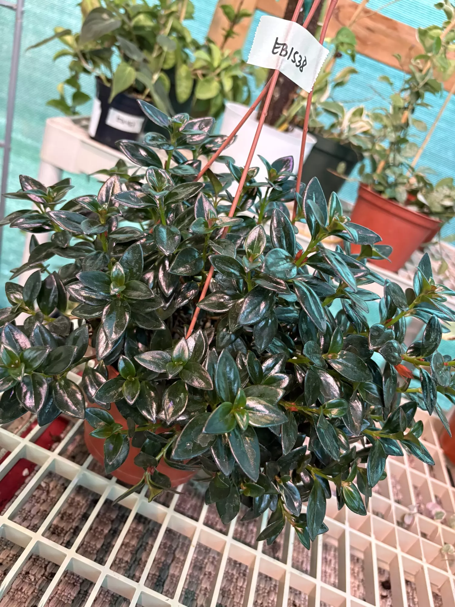 plant/EB1538 Goldfish Plant 6”-1