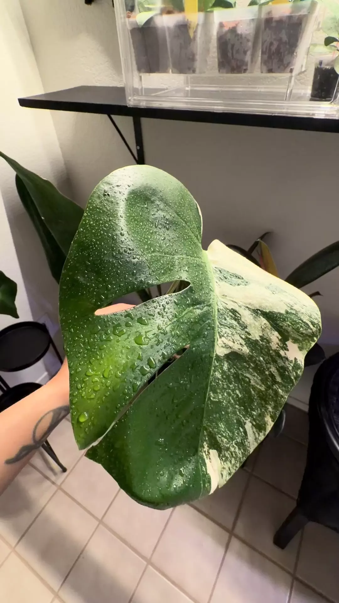 plant/10 M. Albo-0