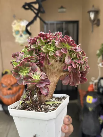plant/Crested Medusa GC-1-thumbnail