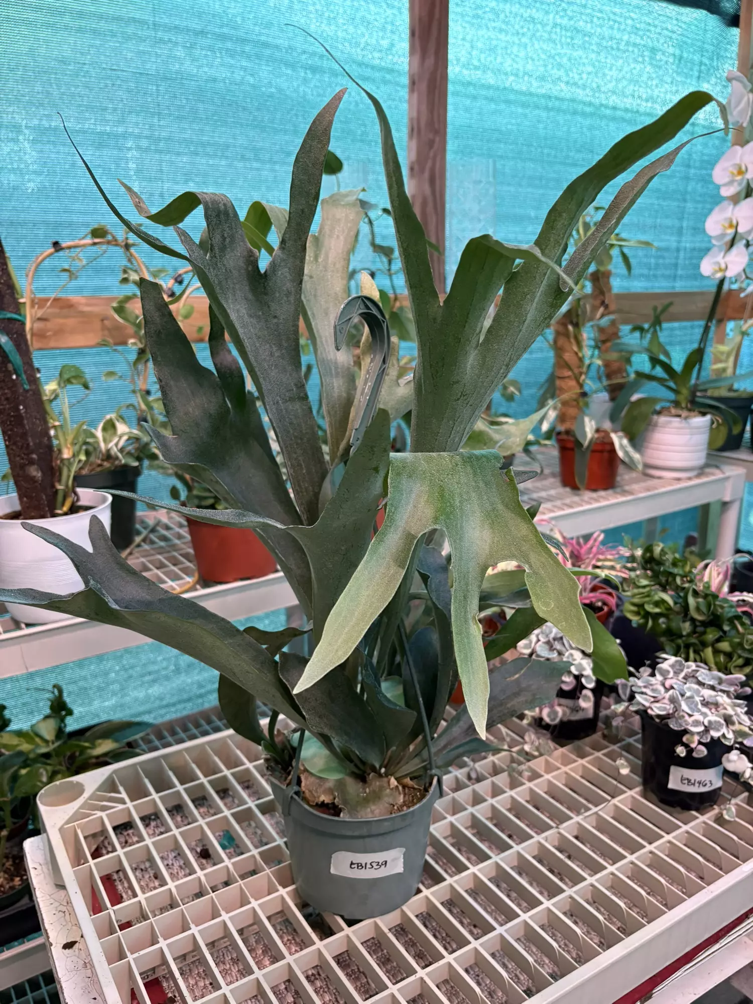 plant/EB1539 Staghorn Fern 6”-0