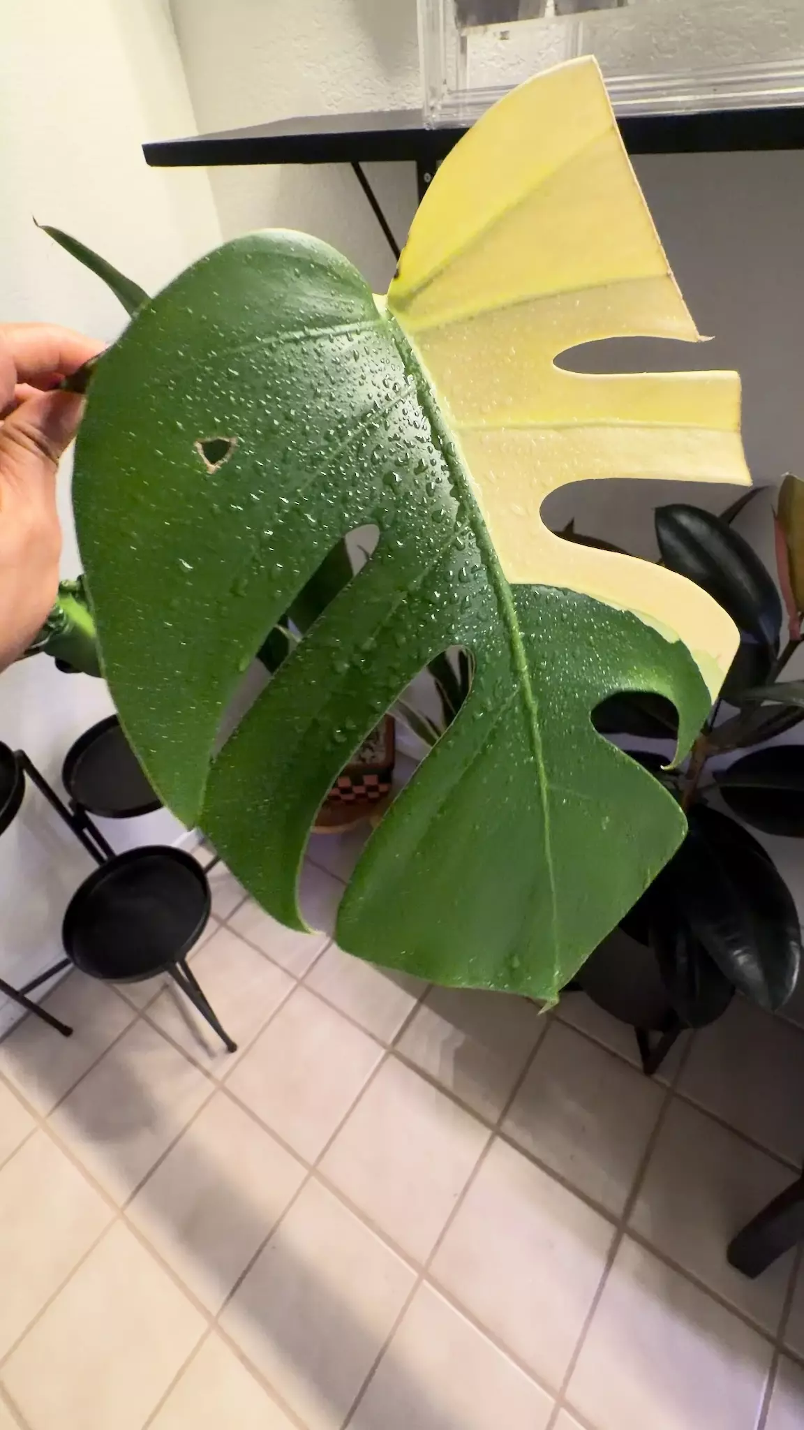 plant/02 M. Aurea tricolor-0