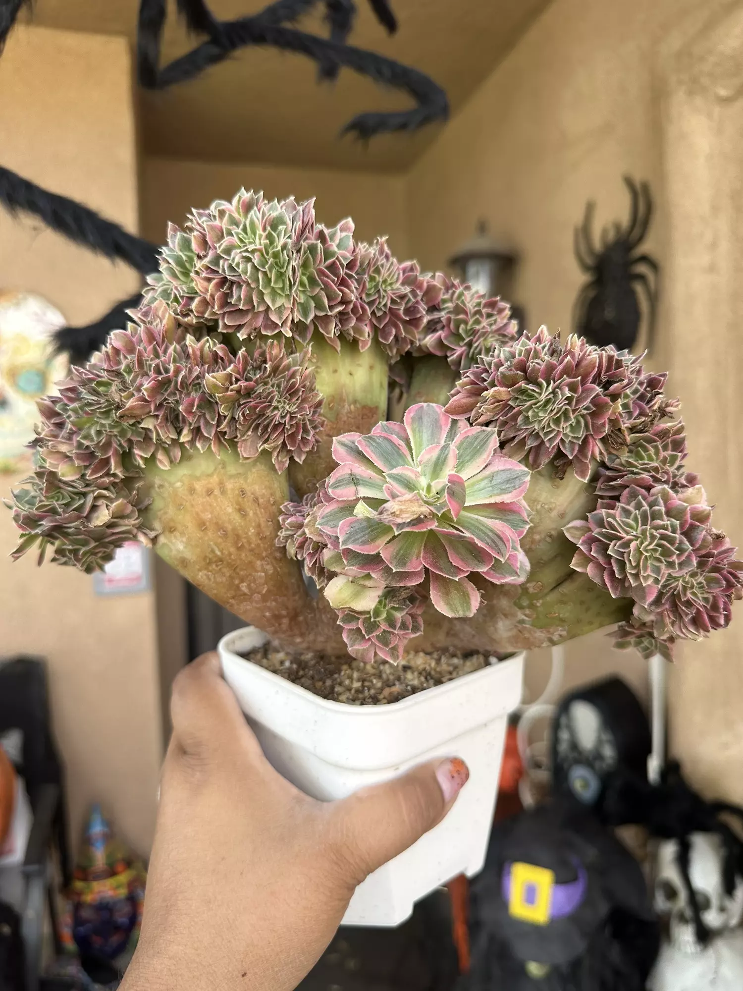 plant/Crested Roselle-0