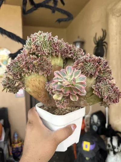 plant/Crested Roselle-0-thumbnail