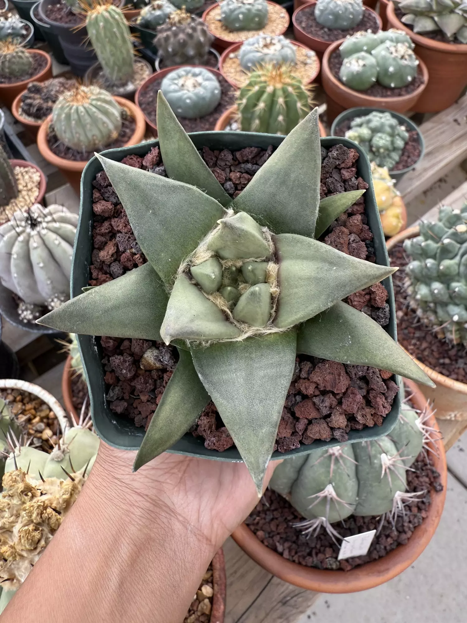 plant/Ariocarpus Trigonus seed grown 3.75" pot-0